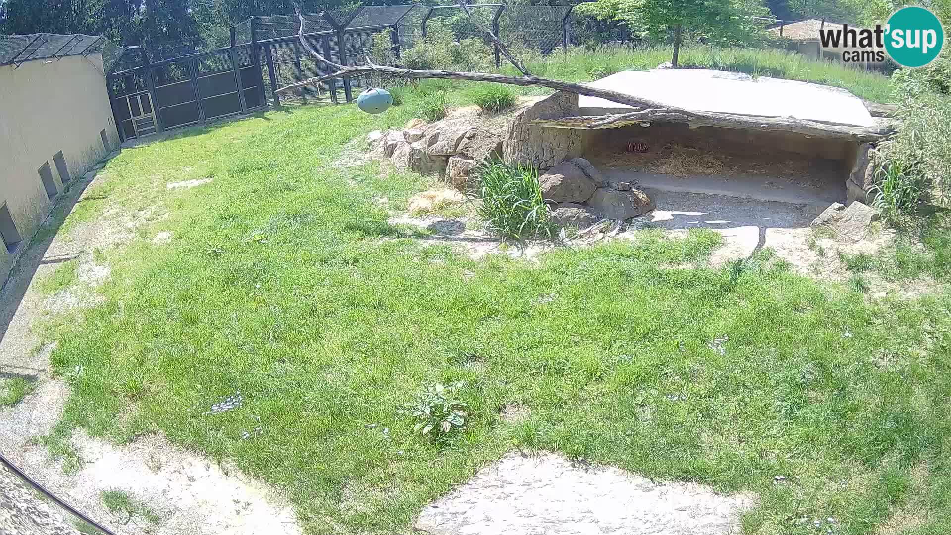 LION live Webcam in Ljubljana Zoo – Slovenia