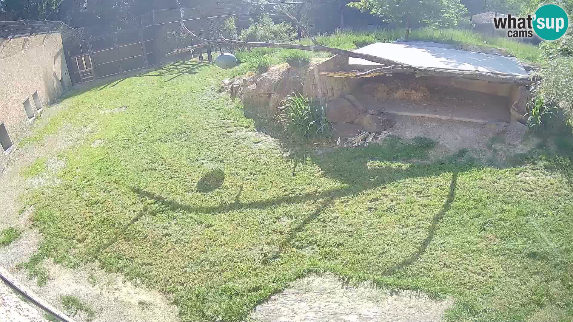 LEONE live Webcam nello zoo di Lubiana – Slovenia