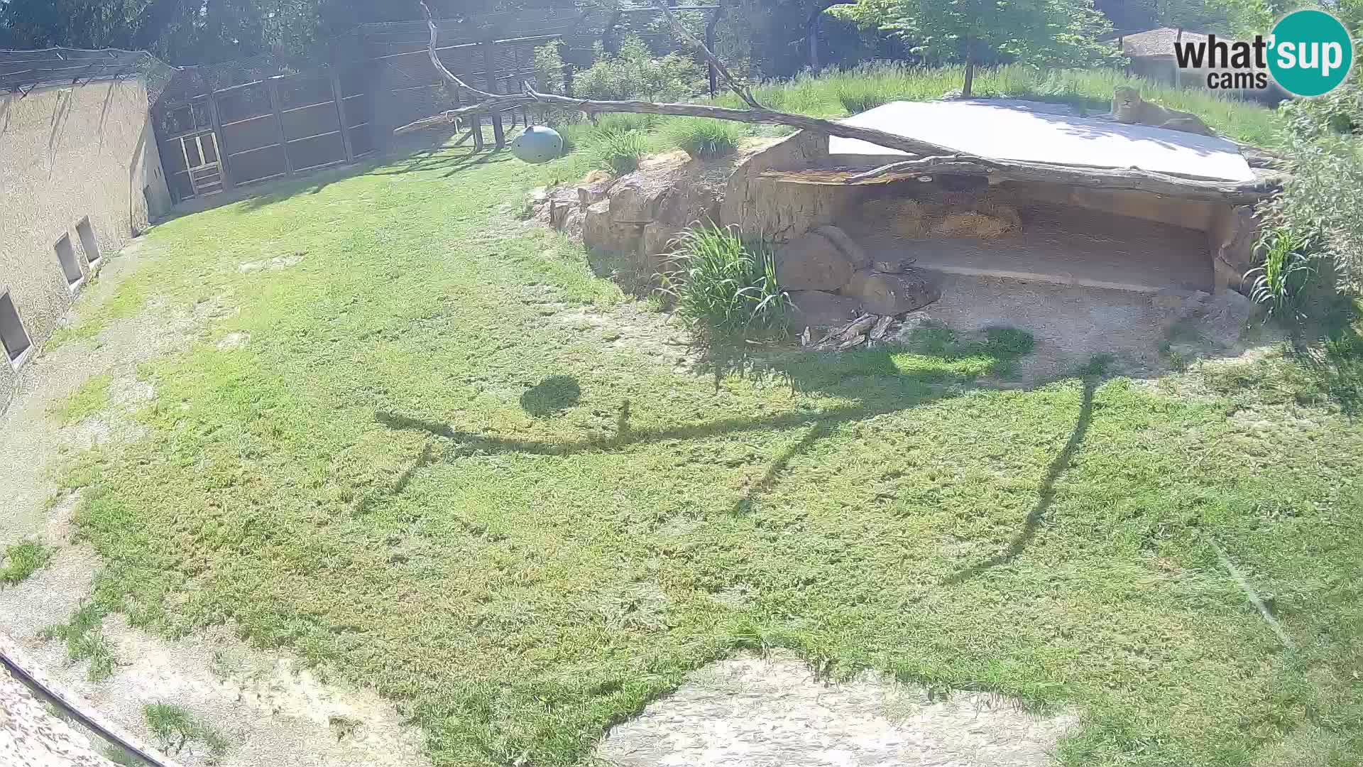 LEON Webcam en vivo en Ljubljana Zoo – Eslovenia