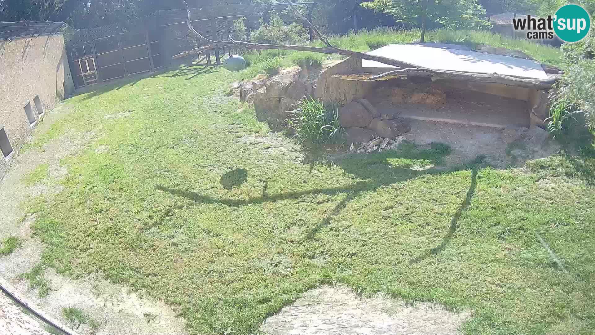 LION live Webcam in Ljubljana Zoo – Slovenia