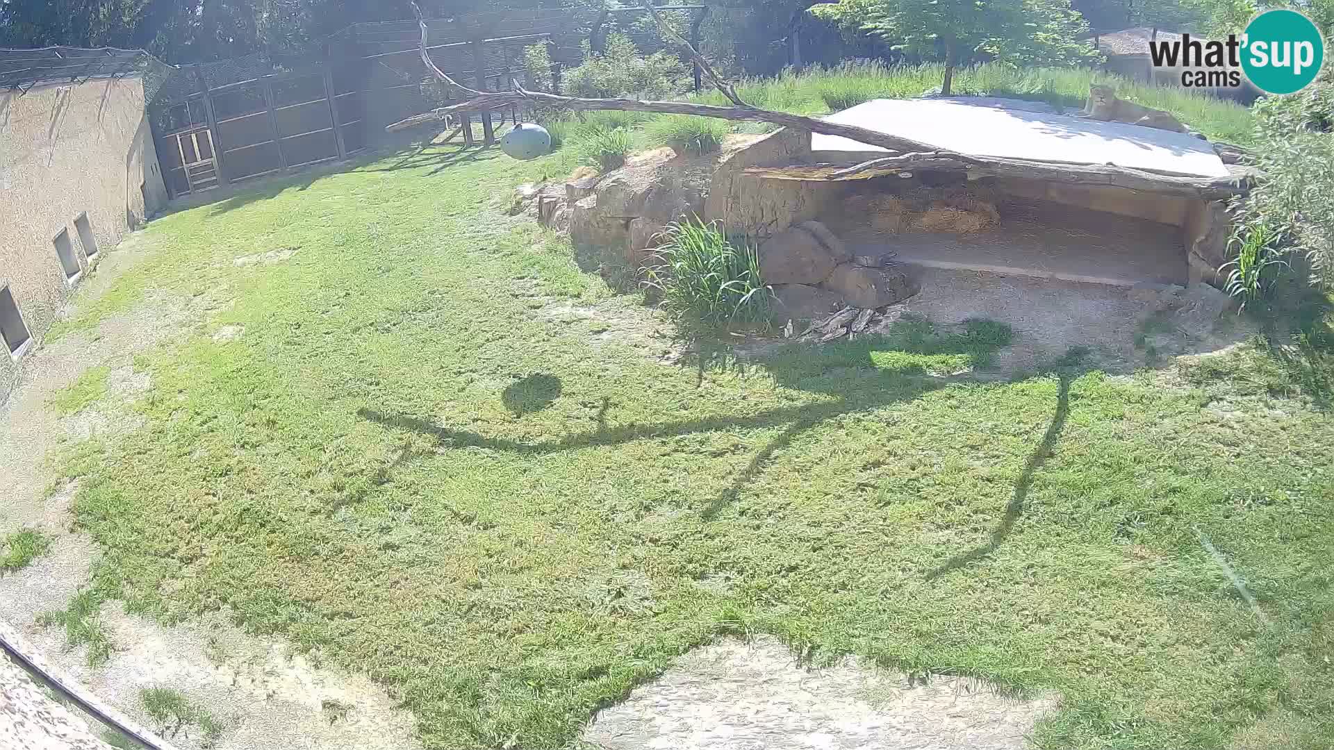 Löwe live Webcam im Zoo von Ljubljana – Slowenien