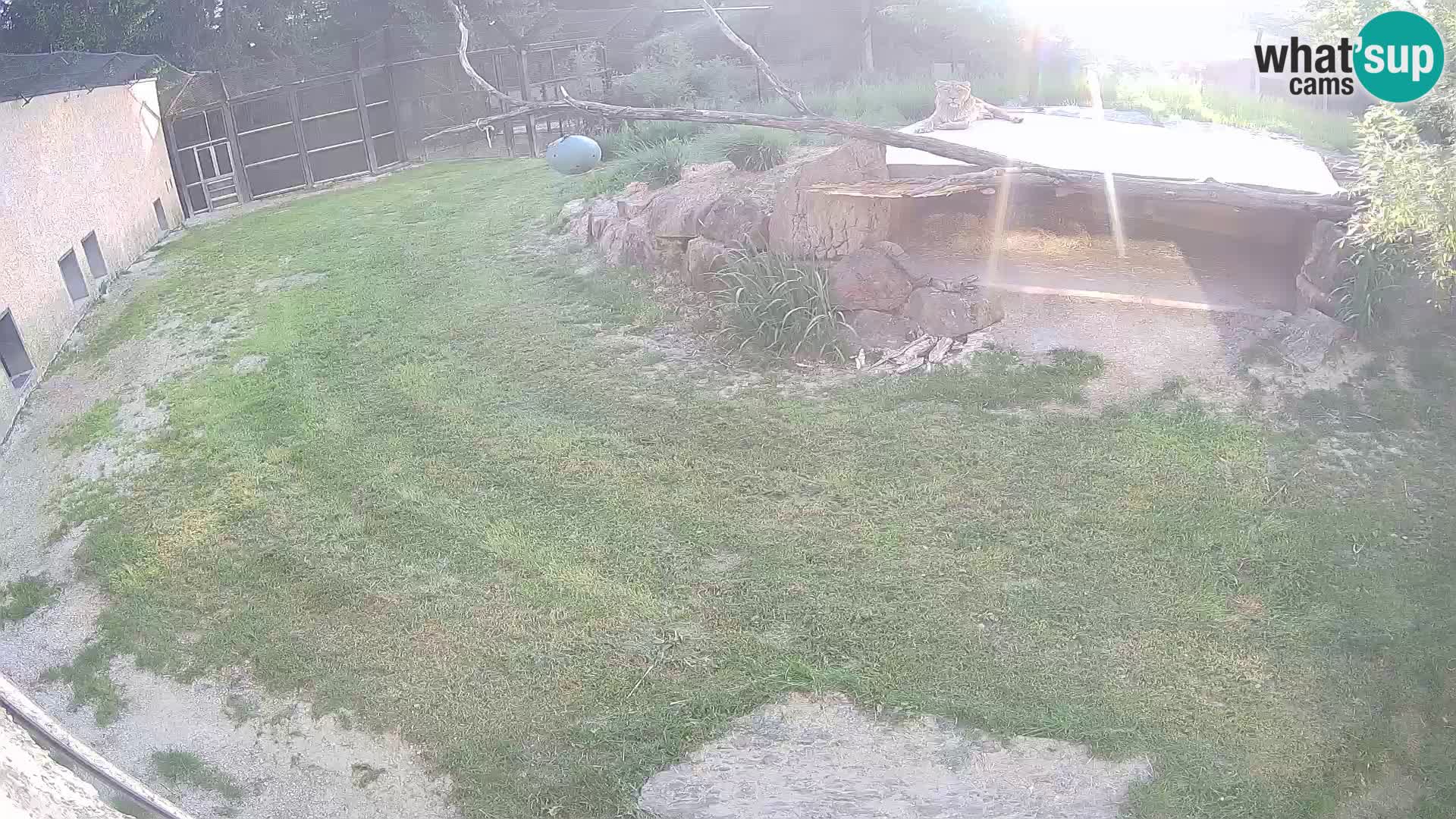 LION webcam en direct du zoo de Ljubljana – Slovénie