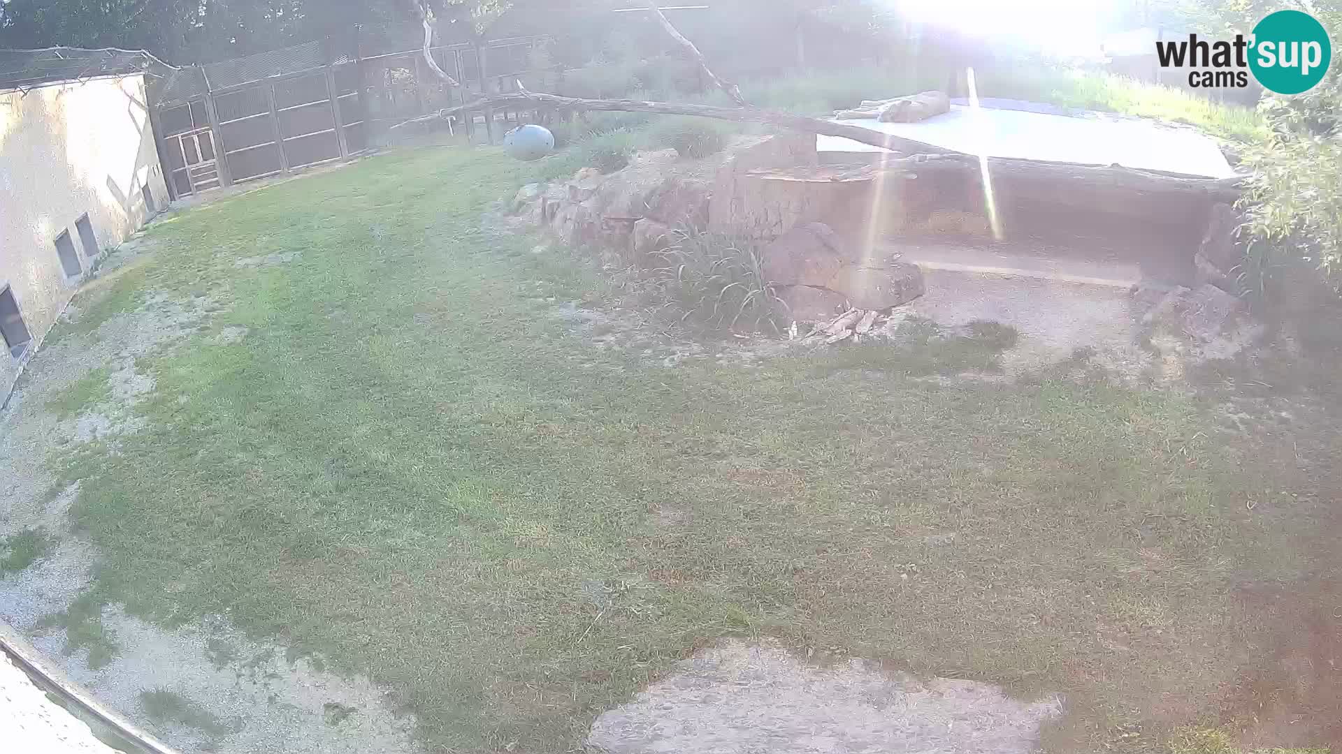 LEONE live Webcam nello zoo di Lubiana – Slovenia