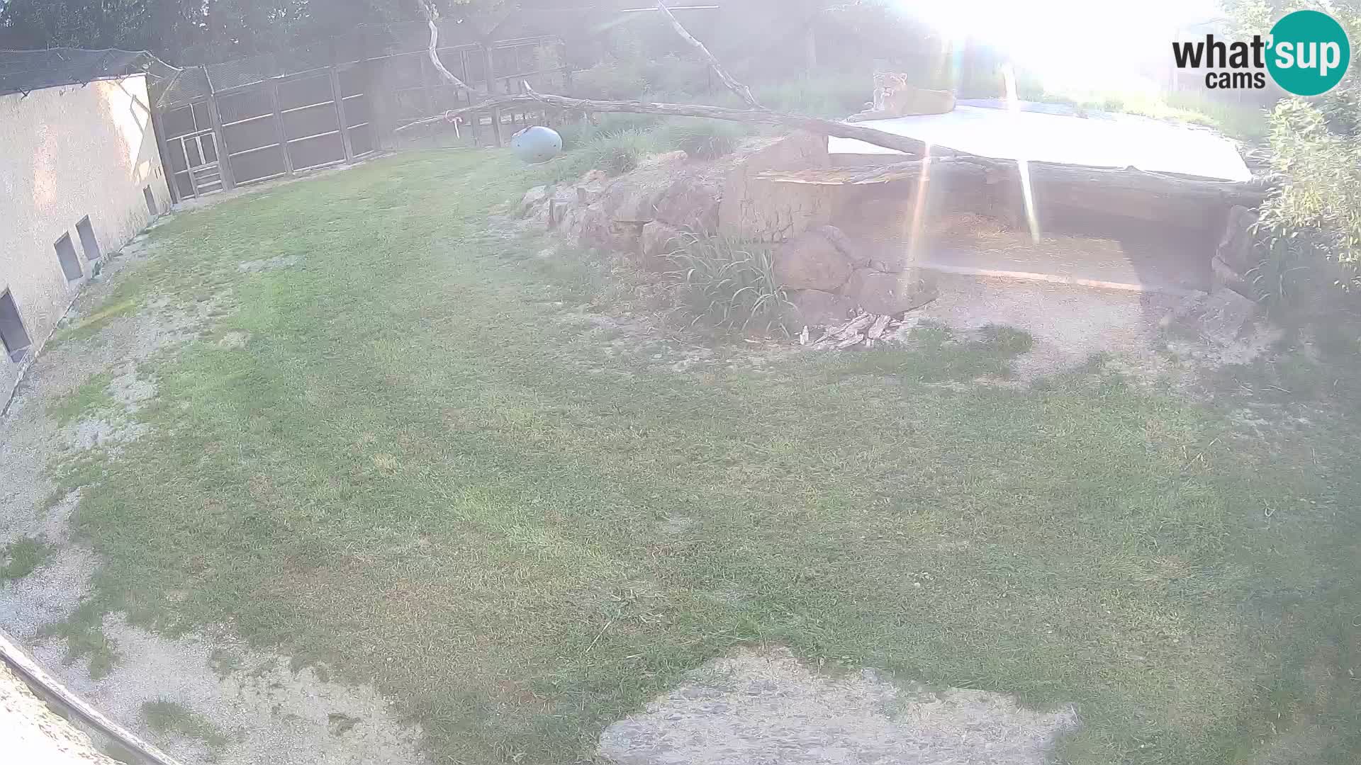 LION live Webcam in Ljubljana Zoo – Slovenia