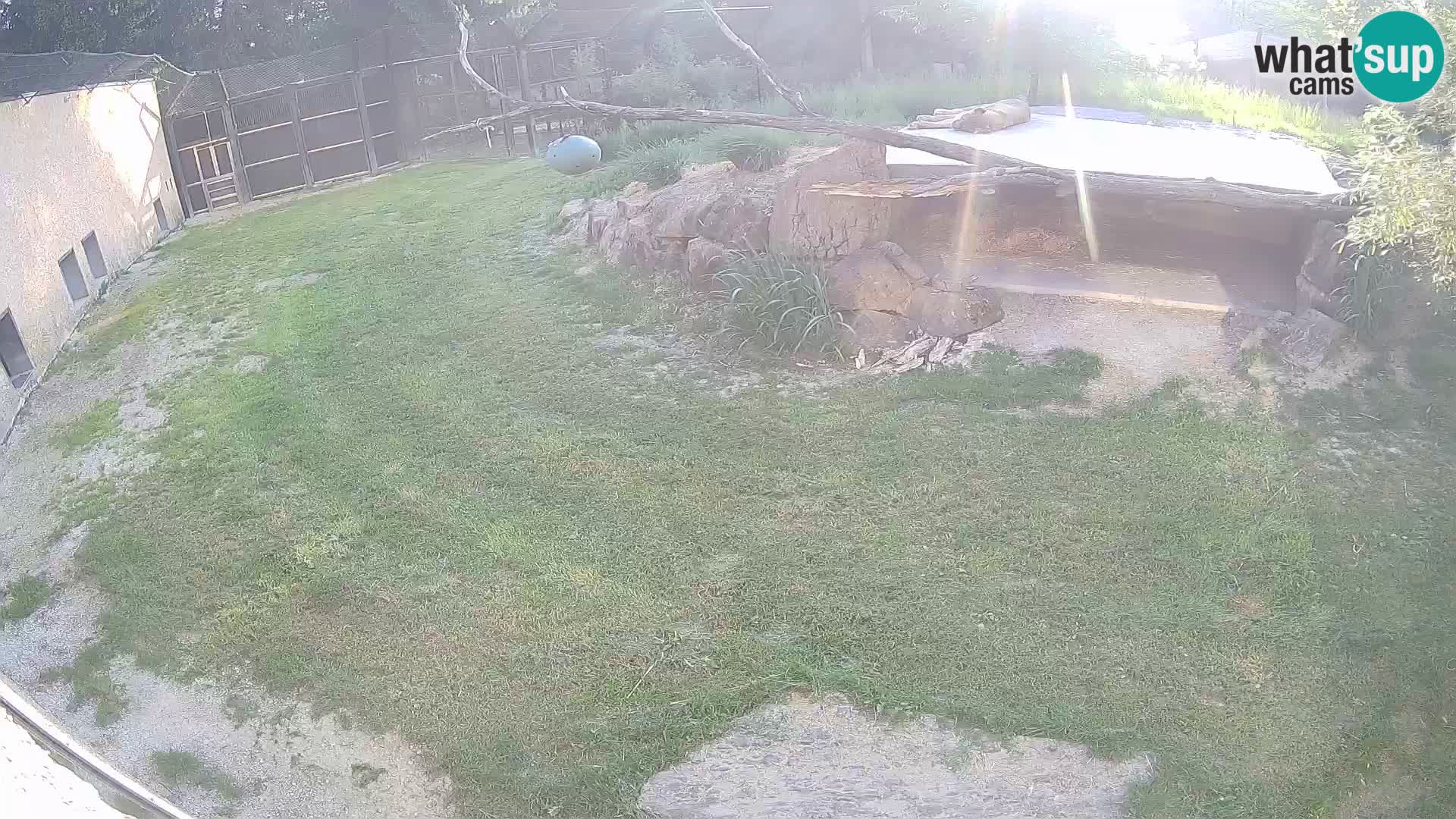 LION webcam en direct du zoo de Ljubljana – Slovénie