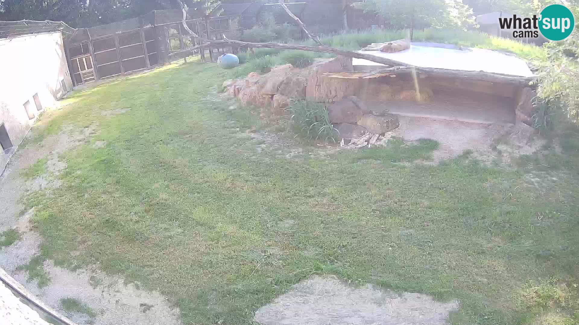 LION live Webcam in Ljubljana Zoo – Slovenia