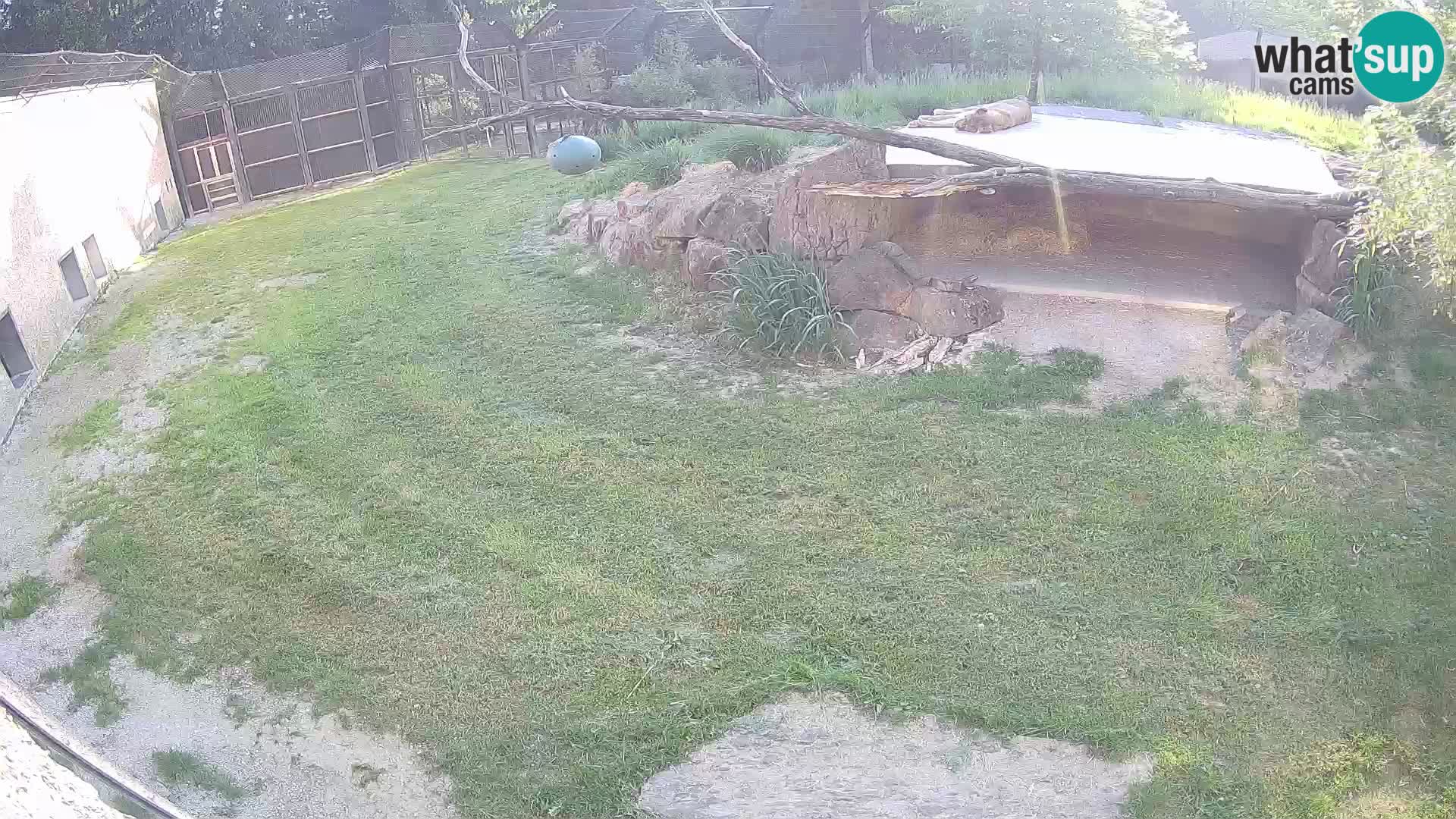 LION live Webcam in Ljubljana Zoo – Slovenia