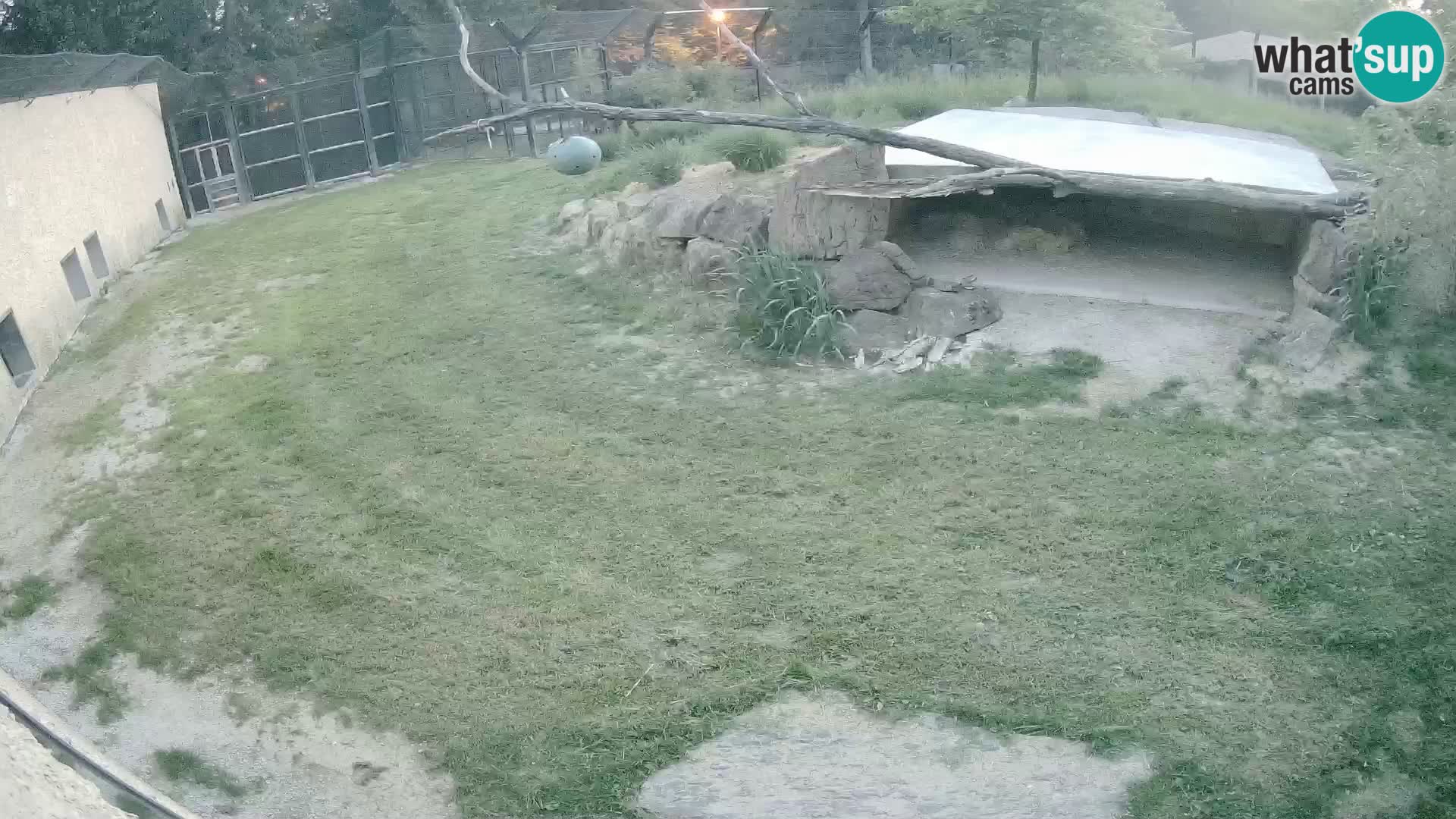 LION live Webcam in Ljubljana Zoo – Slovenia