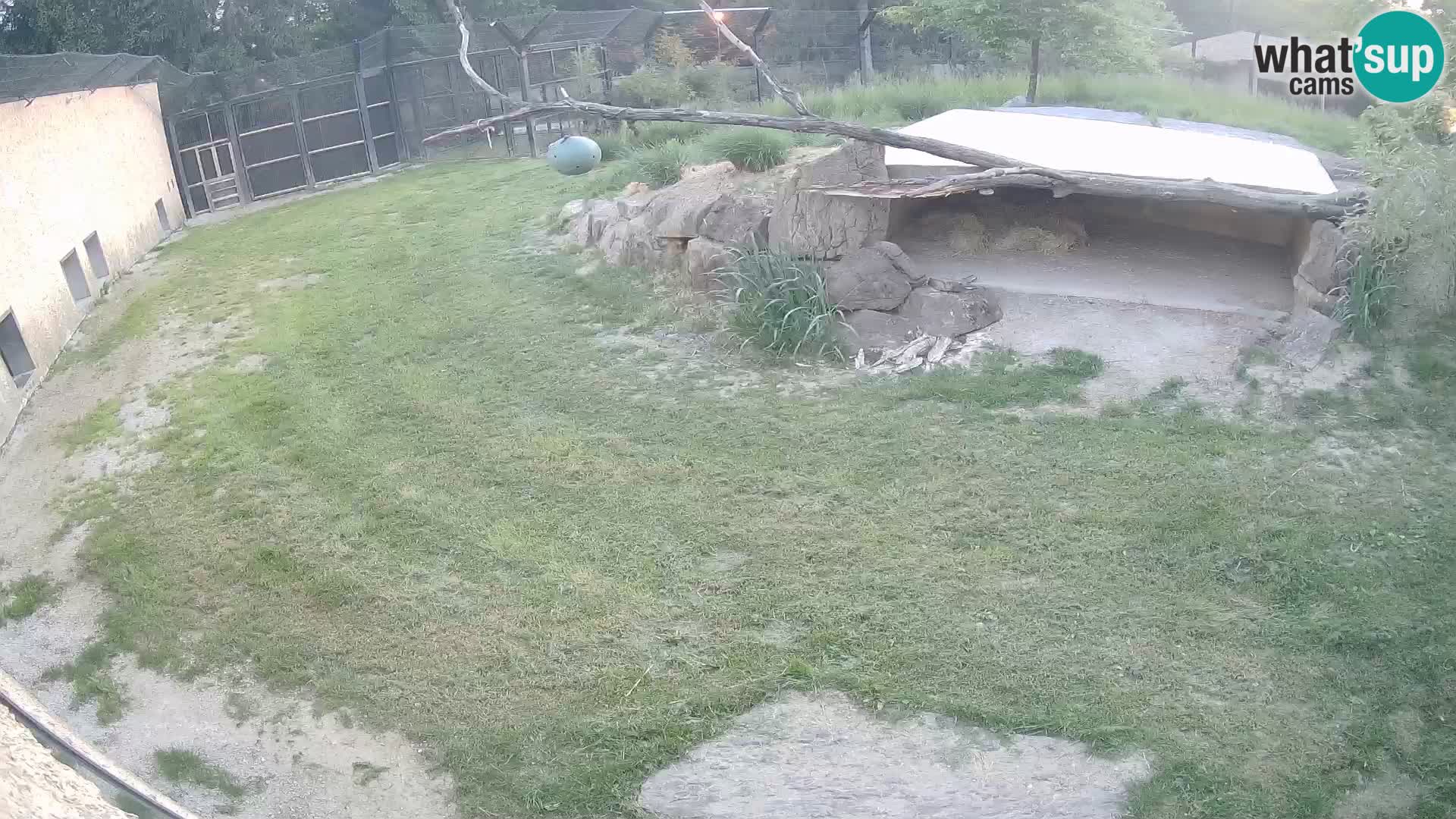 Löwe live Webcam im Zoo von Ljubljana – Slowenien