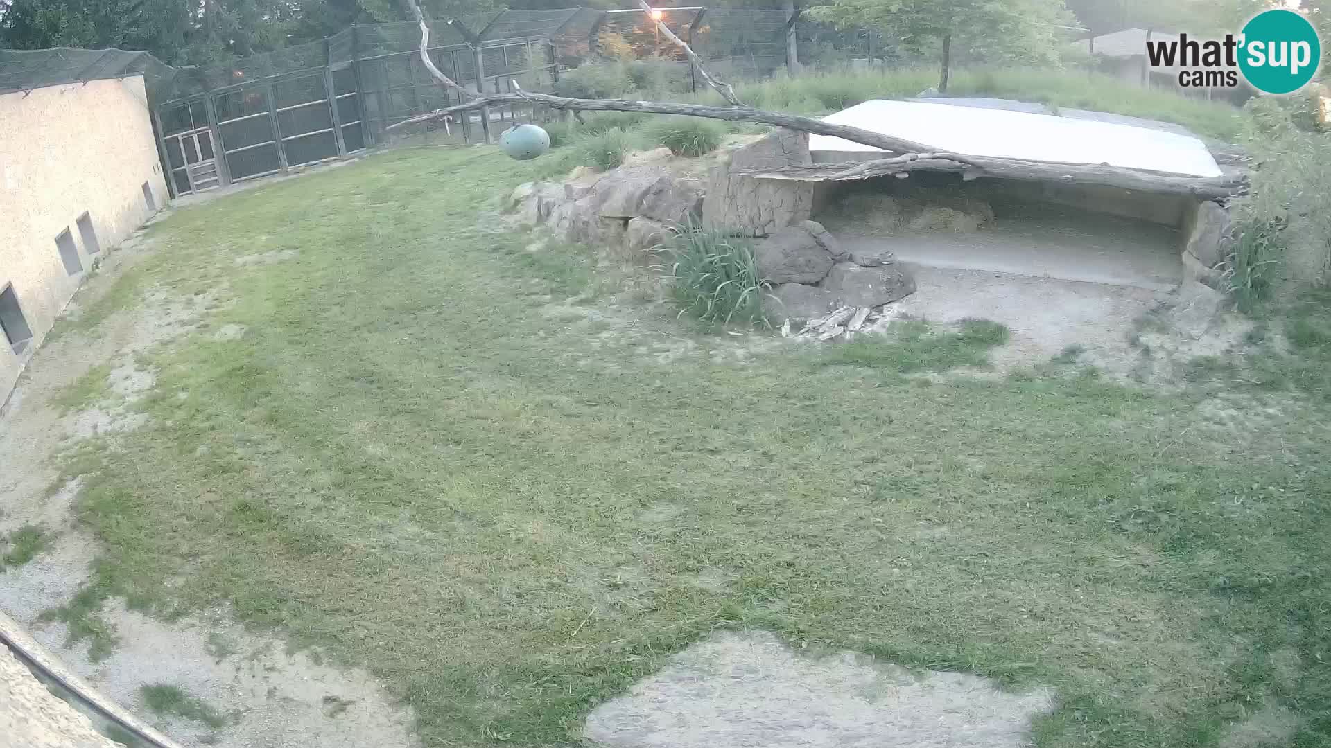 Lavovi web kamera uživo u ljubljanskom zoološkom vrtu – Slovenija