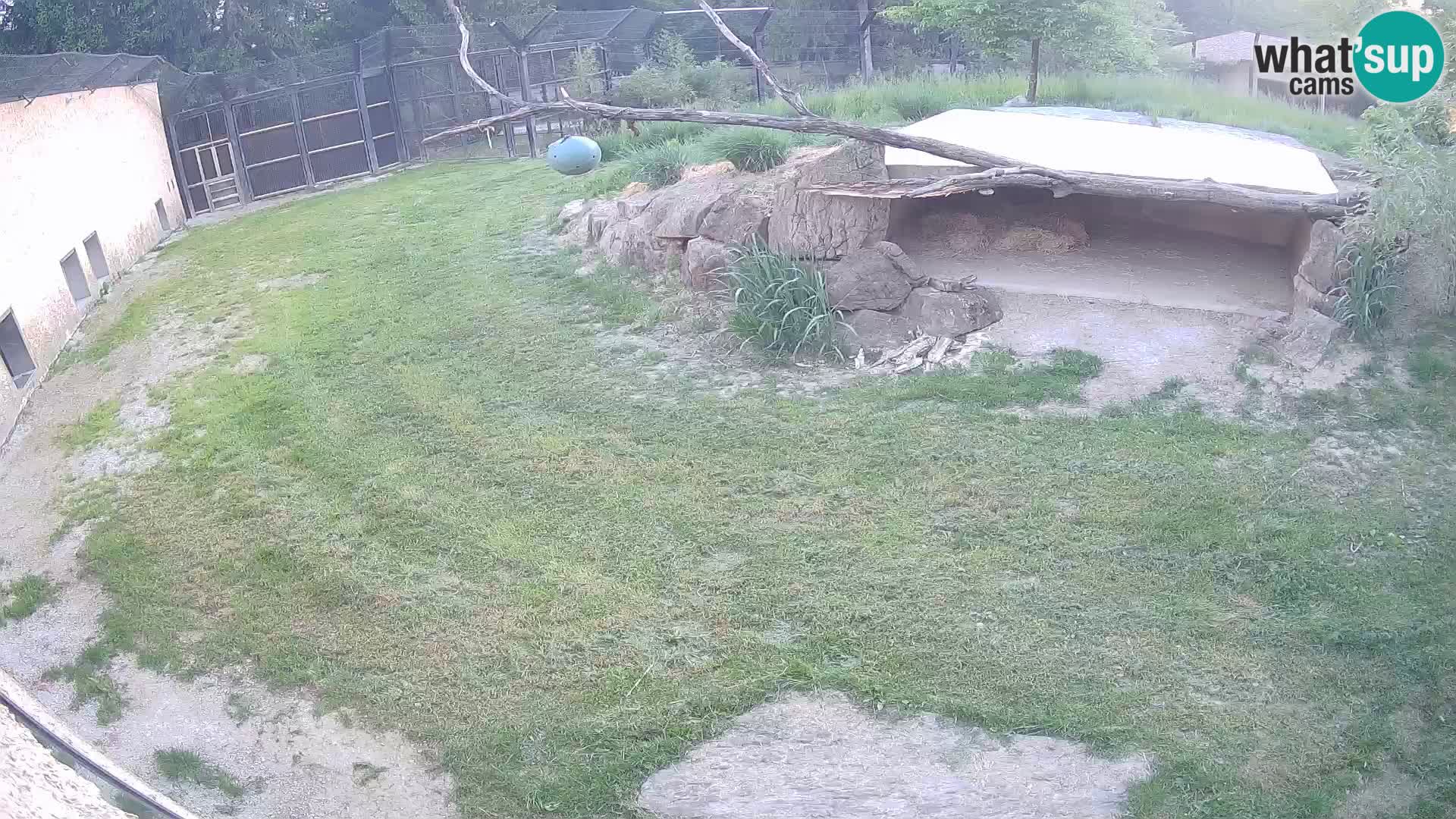 Lavovi web kamera uživo u ljubljanskom zoološkom vrtu – Slovenija