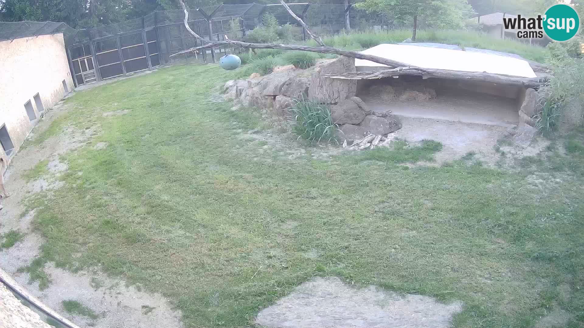 Lavovi web kamera uživo u ljubljanskom zoološkom vrtu – Slovenija