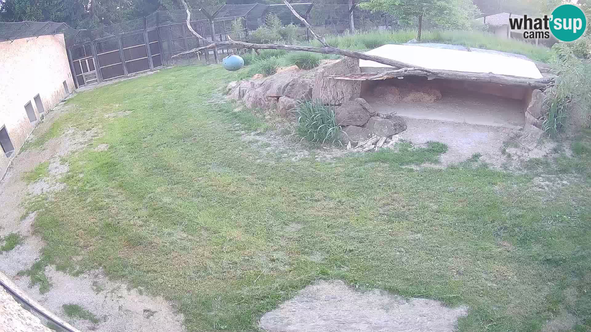 LEVI spletna kamera v živalskem vrtu Ljubljana Zoo