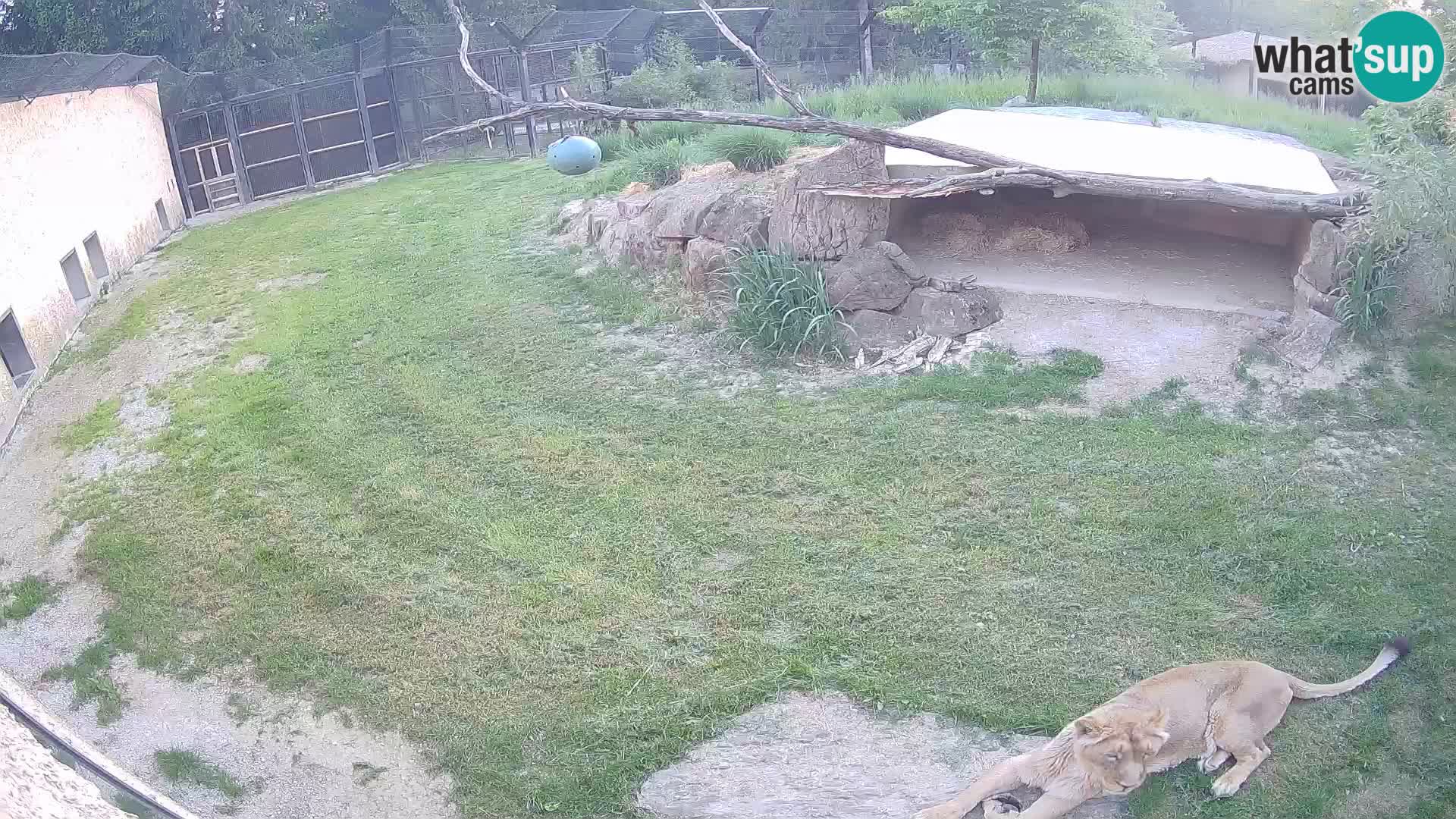LION webcam en direct du zoo de Ljubljana – Slovénie