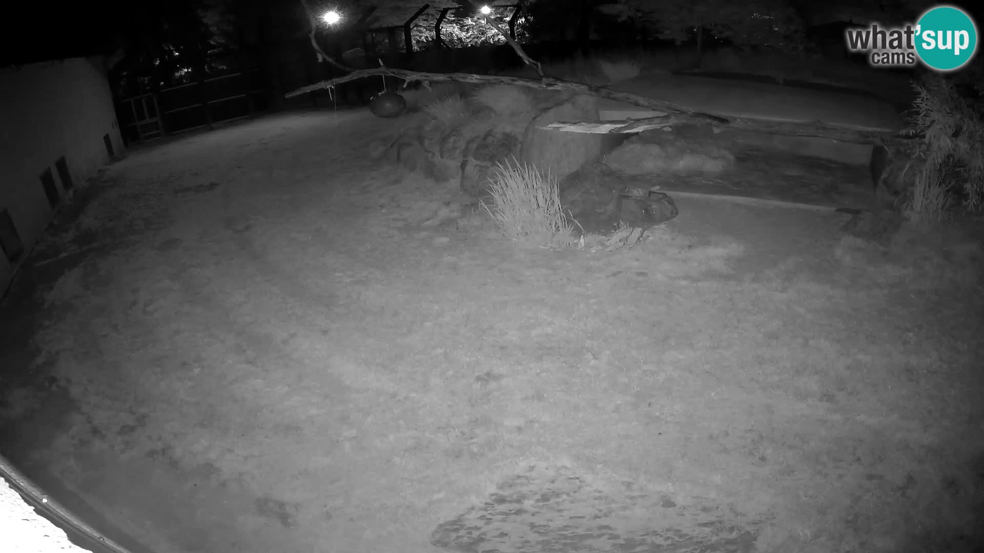 LEONE live Webcam nello zoo di Lubiana – Slovenia