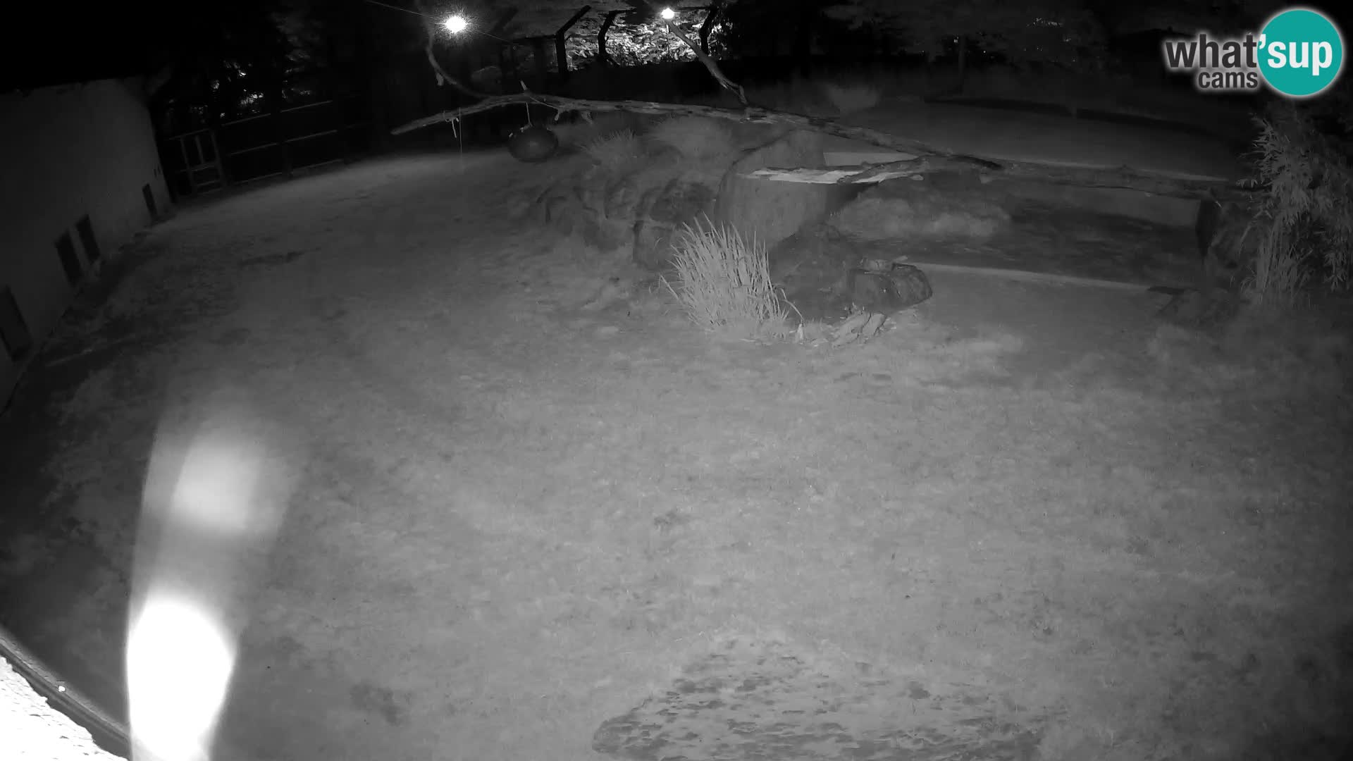 LION live Webcam in Ljubljana Zoo – Slovenia