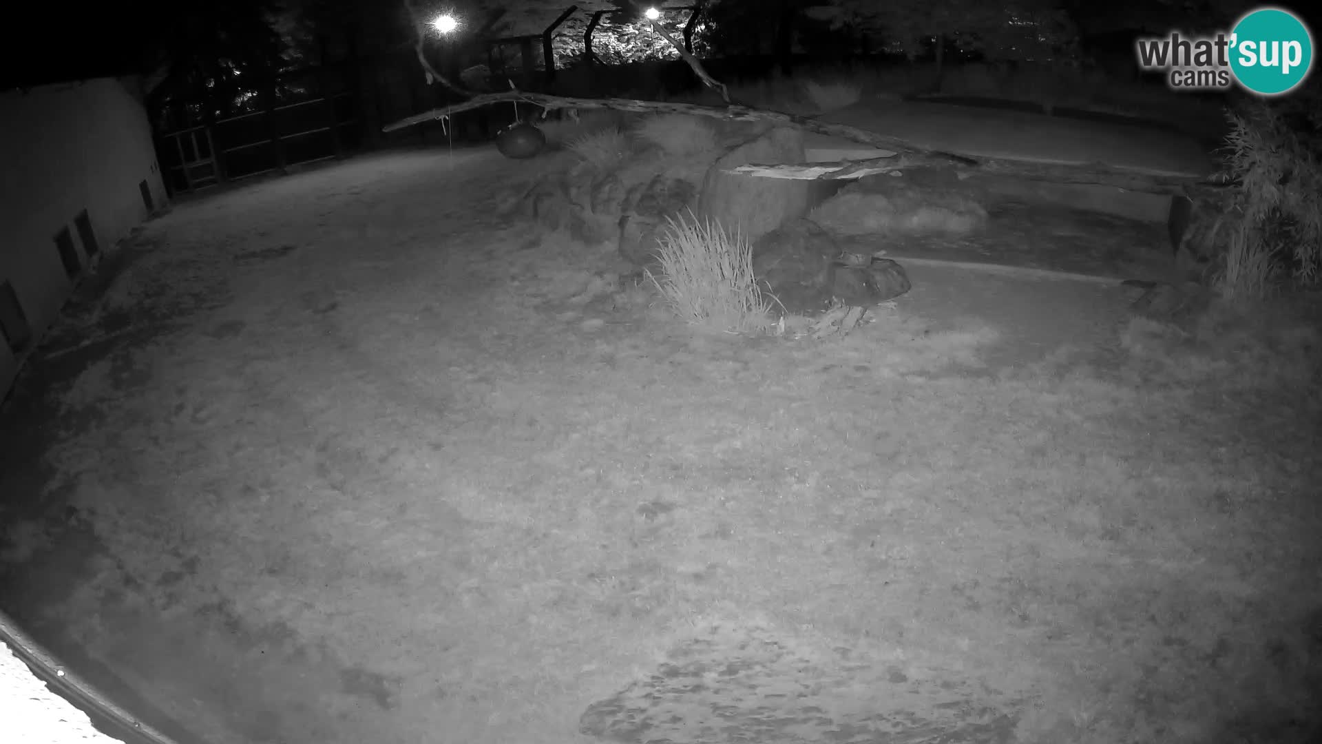 LEONE live Webcam nello zoo di Lubiana – Slovenia