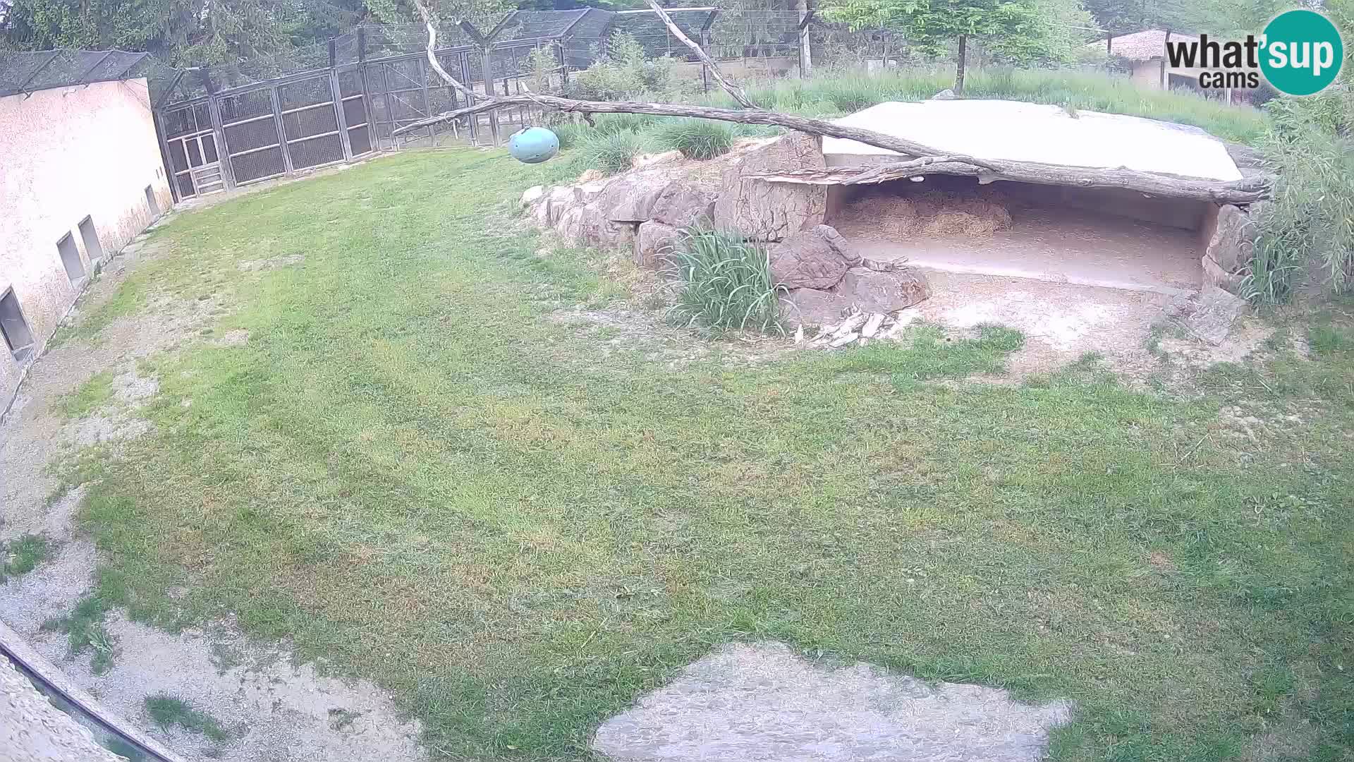 LION live Webcam in Ljubljana Zoo – Slovenia