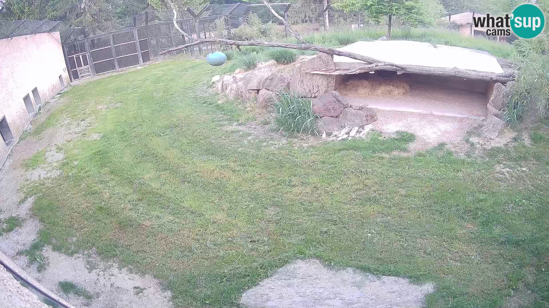Lavovi web kamera uživo u ljubljanskom zoološkom vrtu – Slovenija