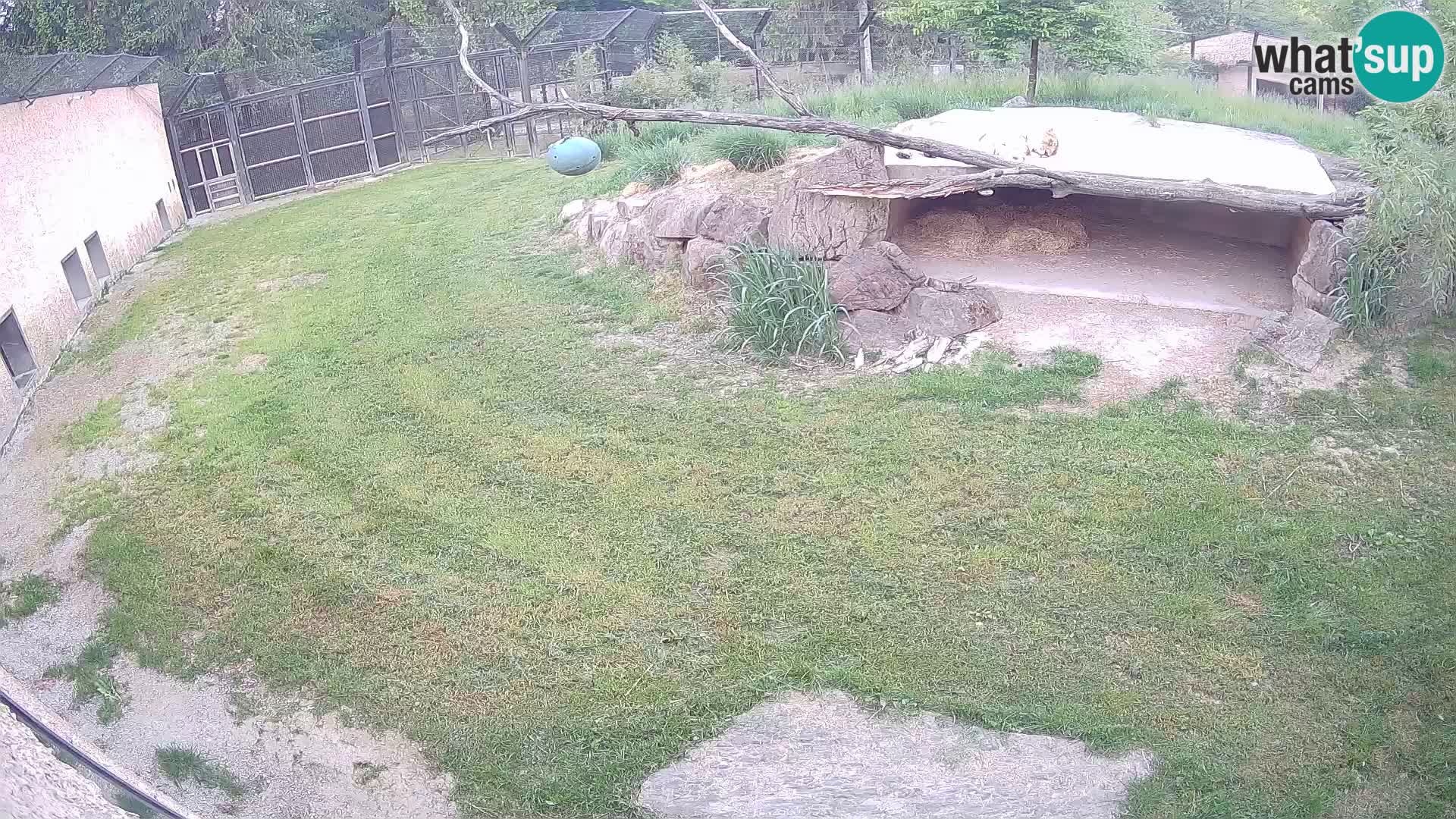 LEON Webcam en vivo en Ljubljana Zoo – Eslovenia