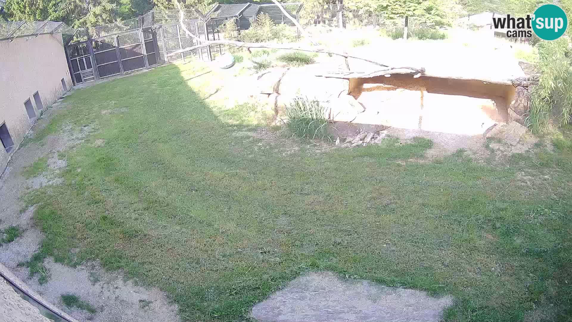 LEVI spletna kamera v živalskem vrtu Ljubljana Zoo