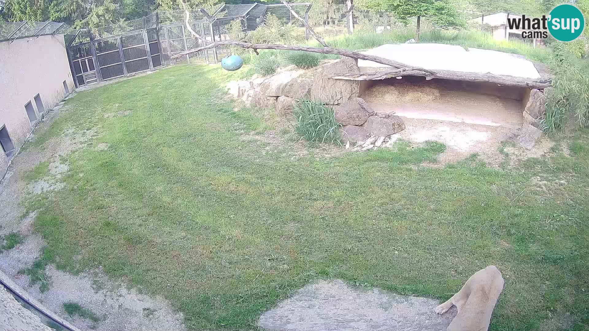 LION live Webcam in Ljubljana Zoo – Slovenia