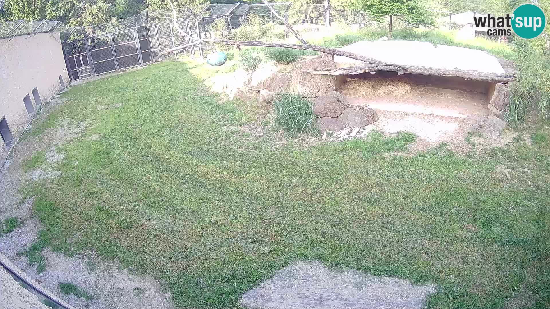 Löwe live Webcam im Zoo von Ljubljana – Slowenien