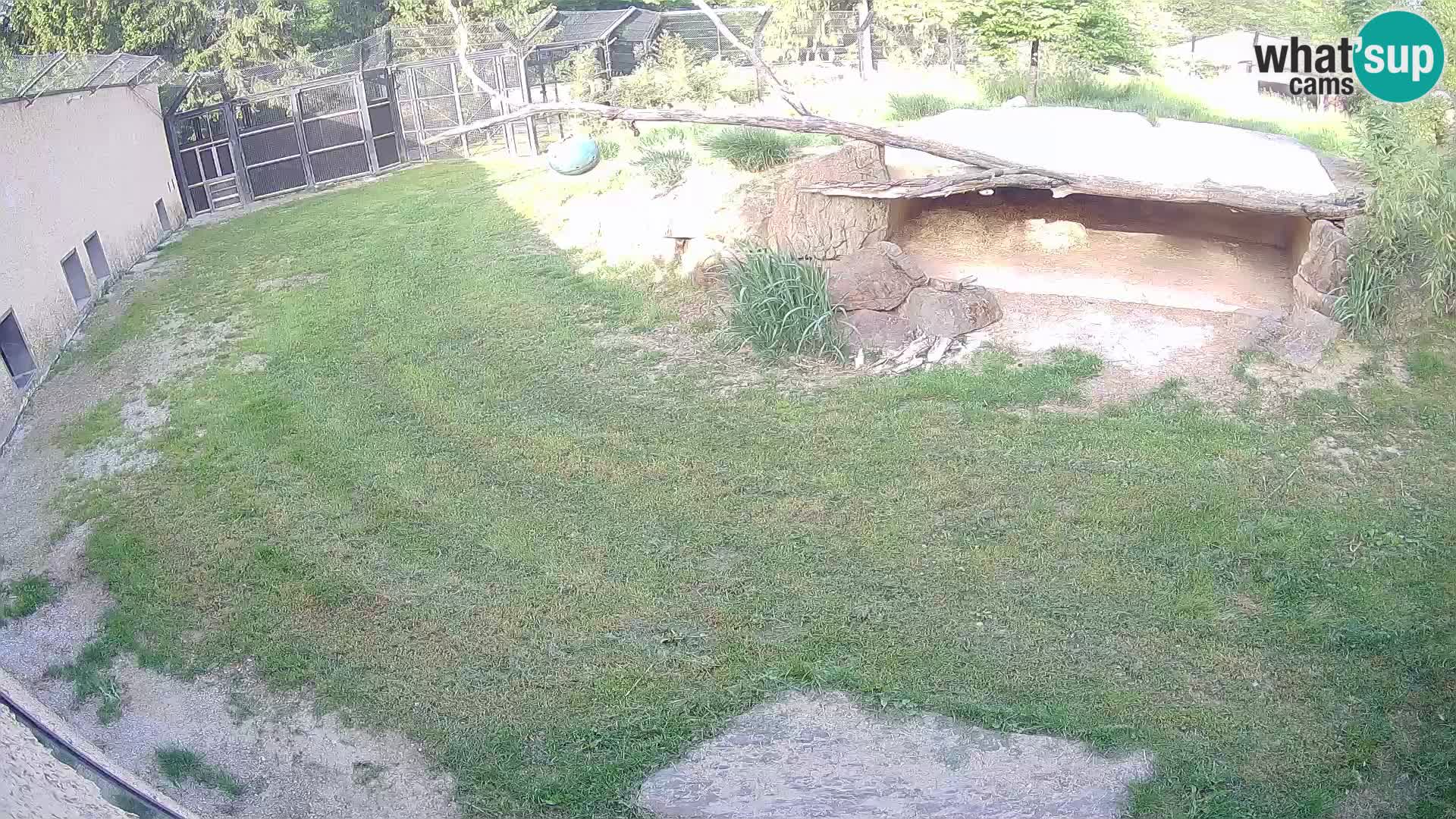LION live Webcam in Ljubljana Zoo – Slovenia