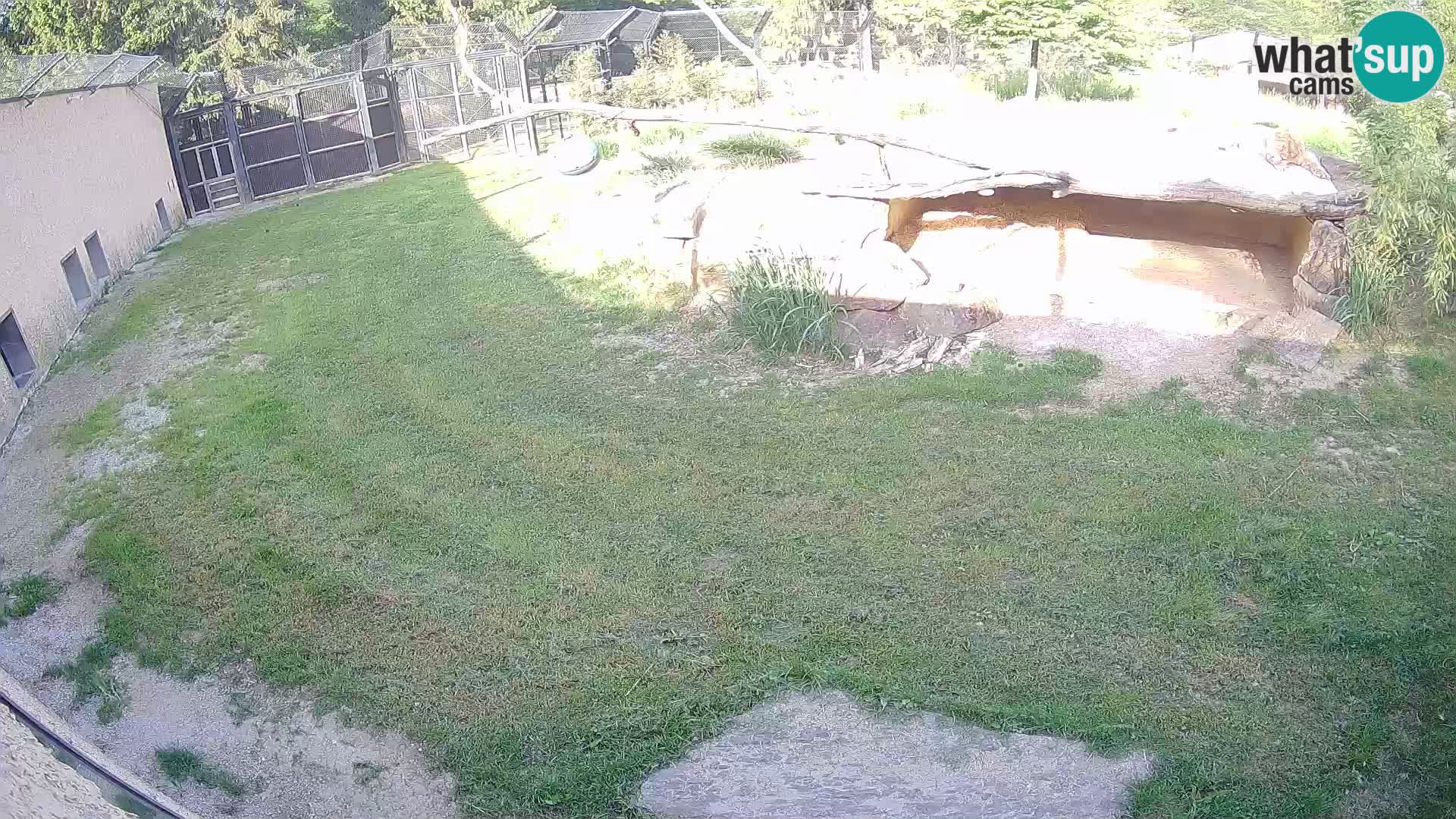 LION live Webcam in Ljubljana Zoo – Slovenia
