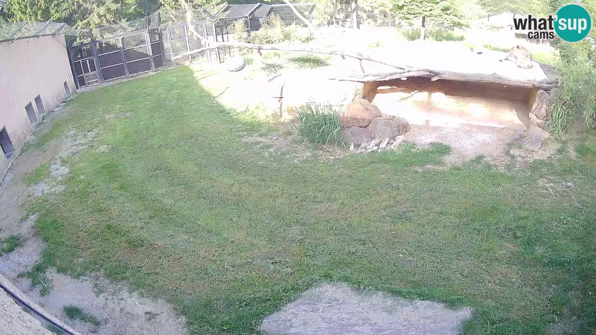 LEONE live Webcam nello zoo di Lubiana – Slovenia