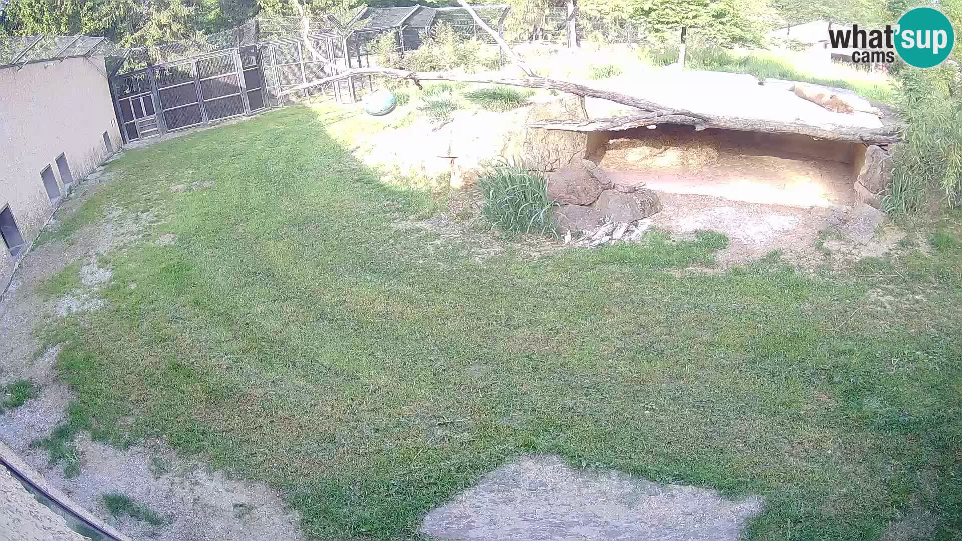 LION live Webcam in Ljubljana Zoo – Slovenia