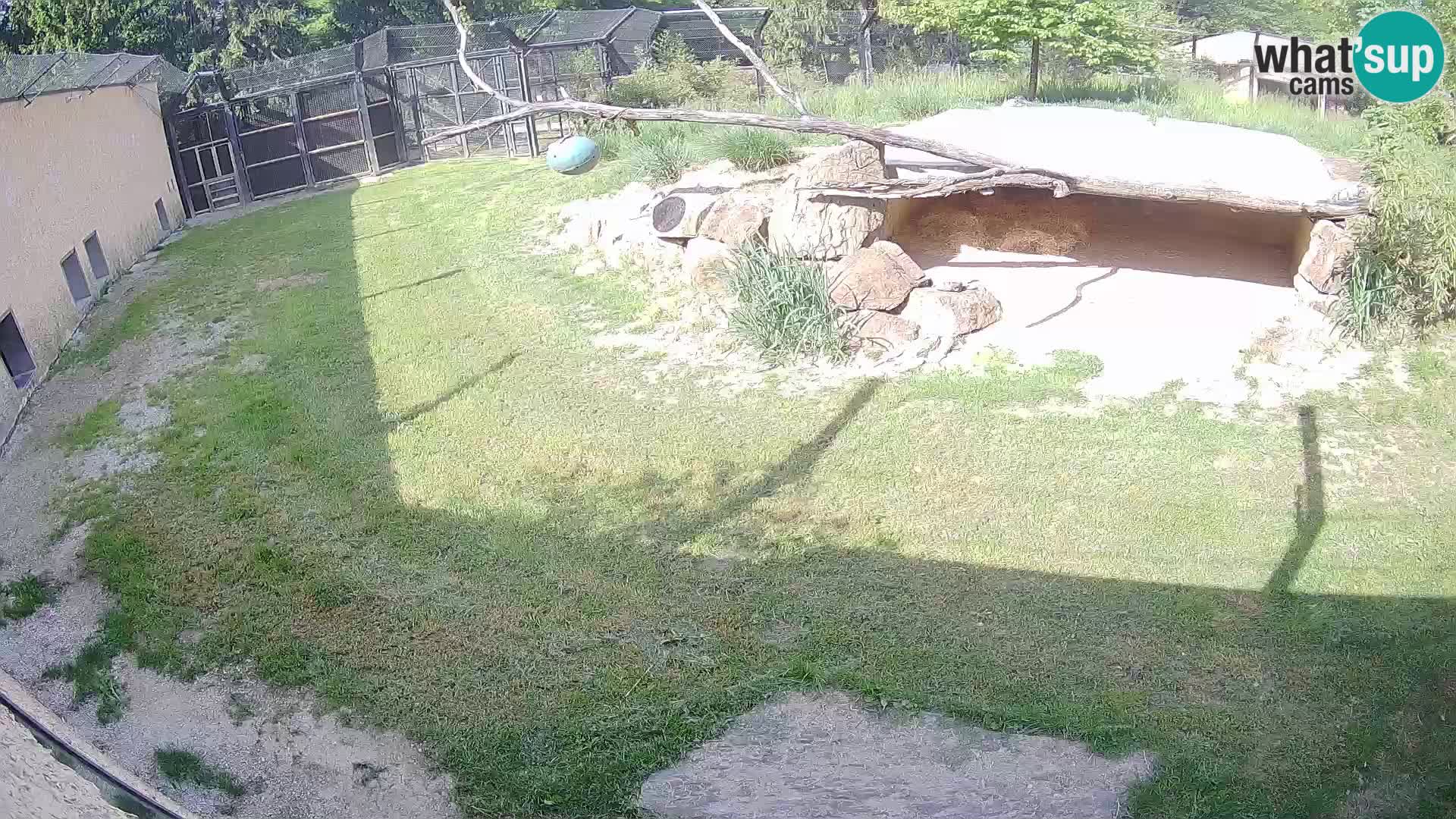 Löwe live Webcam im Zoo von Ljubljana – Slowenien