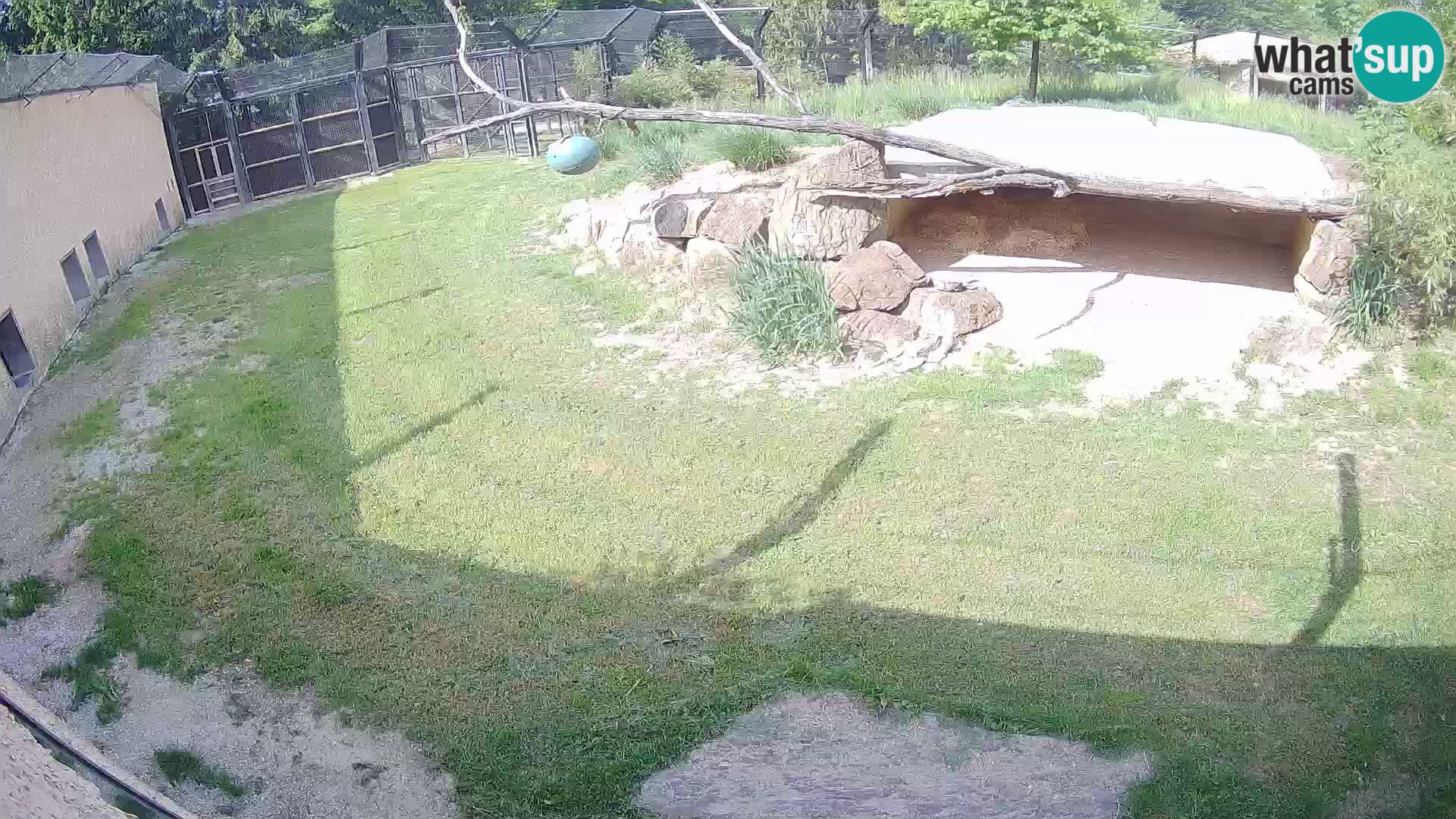 Lavovi web kamera uživo u ljubljanskom zoološkom vrtu – Slovenija