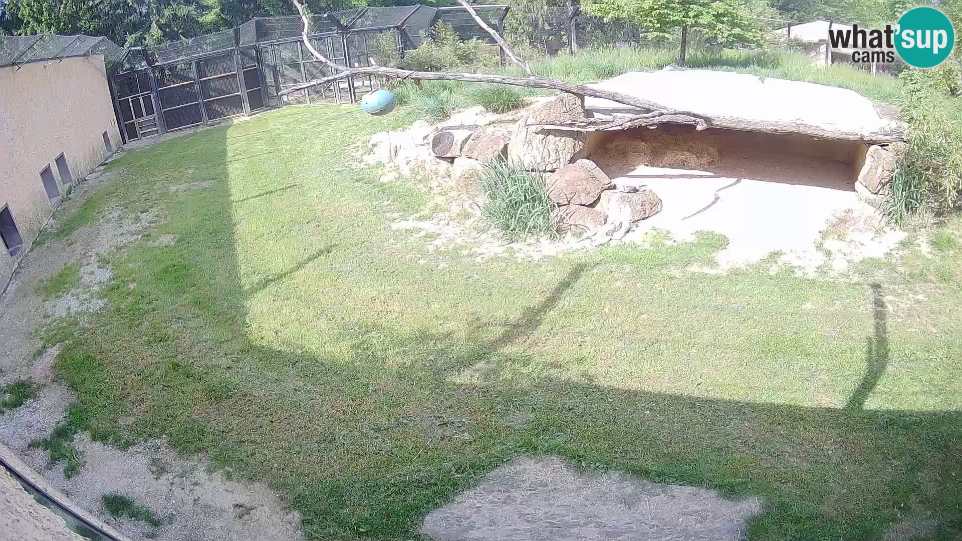 LION live Webcam in Ljubljana Zoo – Slovenia