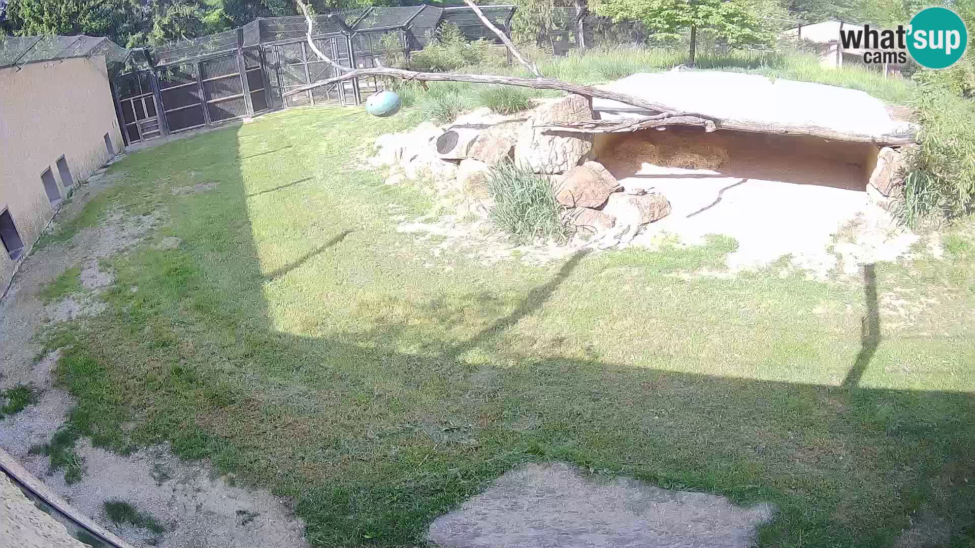 LION live Webcam in Ljubljana Zoo – Slovenia