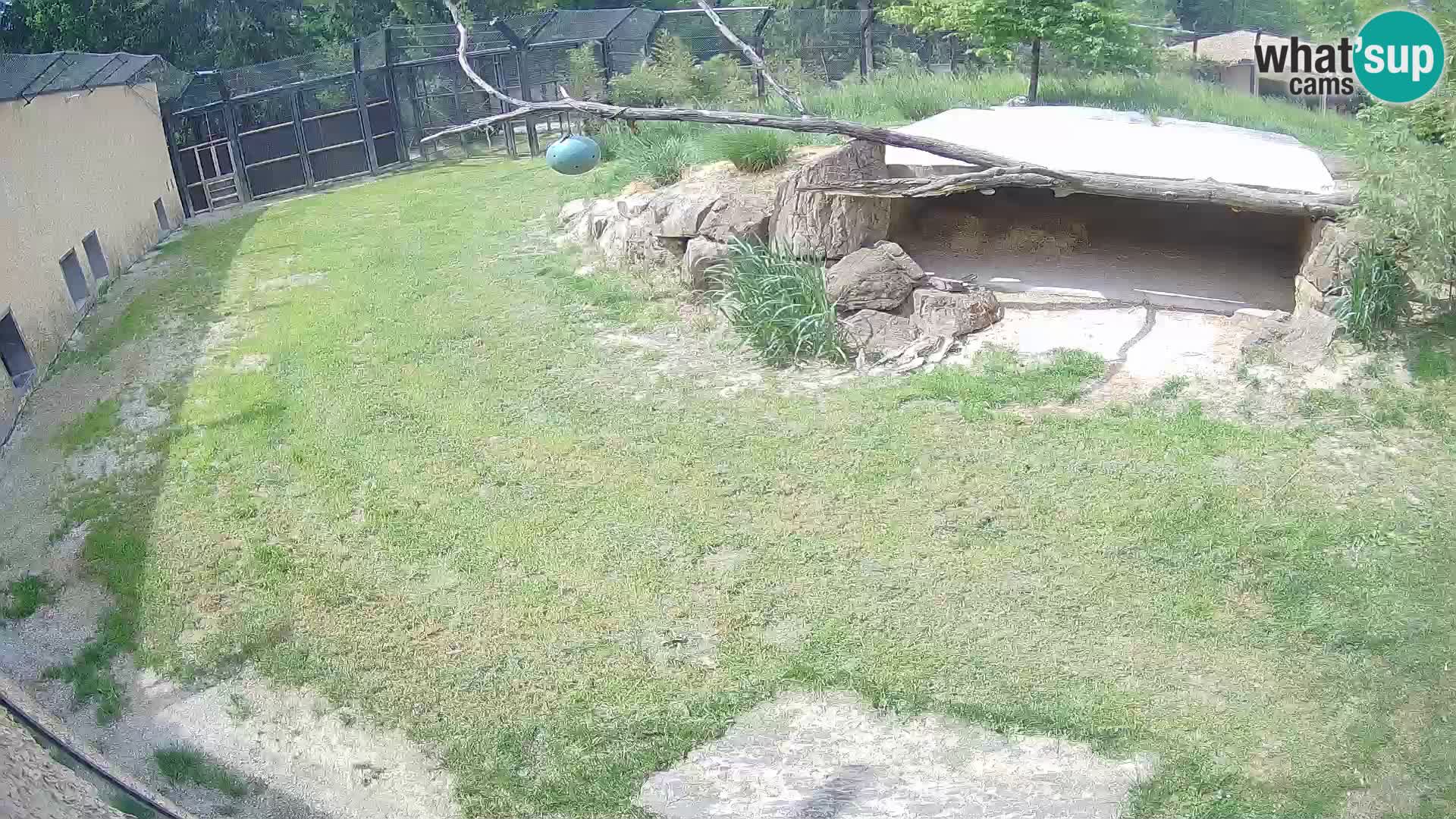 Lavovi web kamera uživo u ljubljanskom zoološkom vrtu – Slovenija