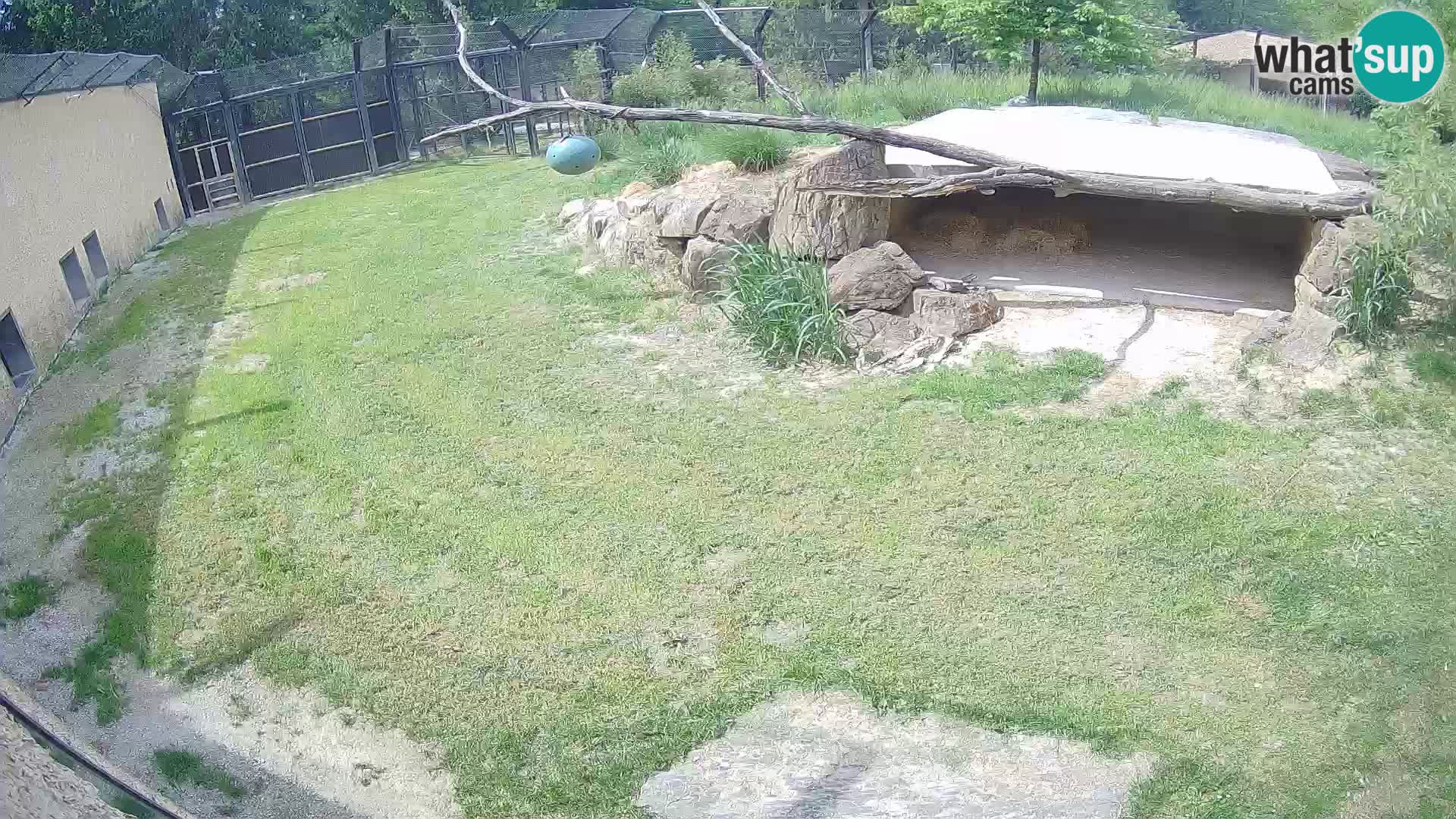 LION live Webcam in Ljubljana Zoo – Slovenia