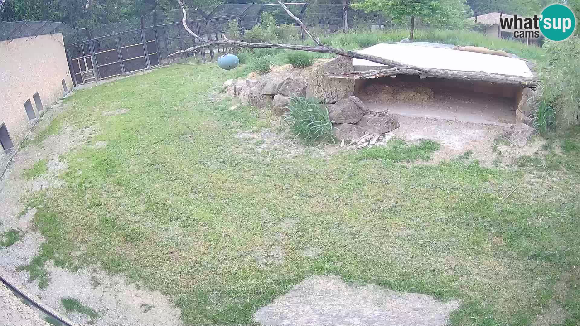 LEONE live Webcam nello zoo di Lubiana – Slovenia