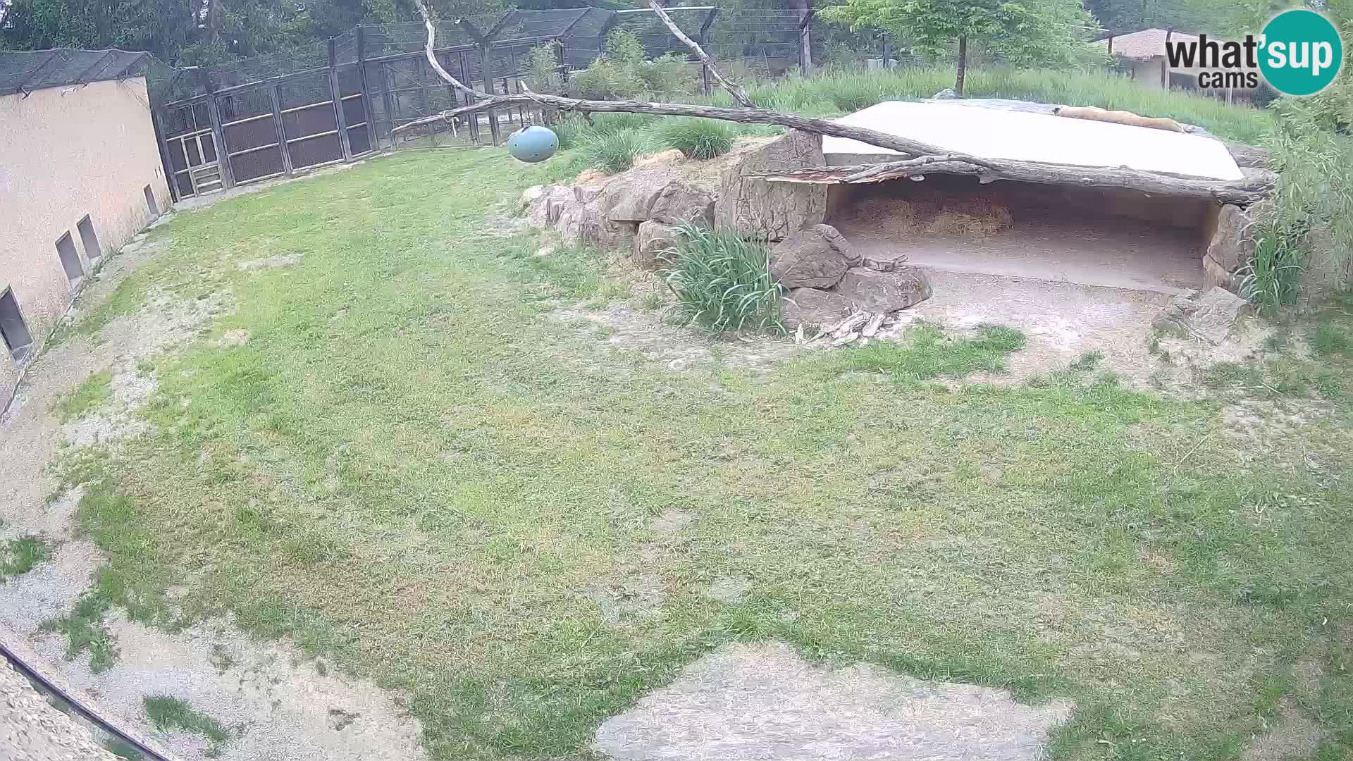 Löwe live Webcam im Zoo von Ljubljana – Slowenien