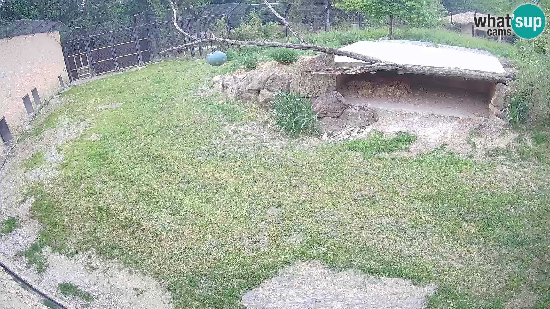 Löwe live Webcam im Zoo von Ljubljana – Slowenien