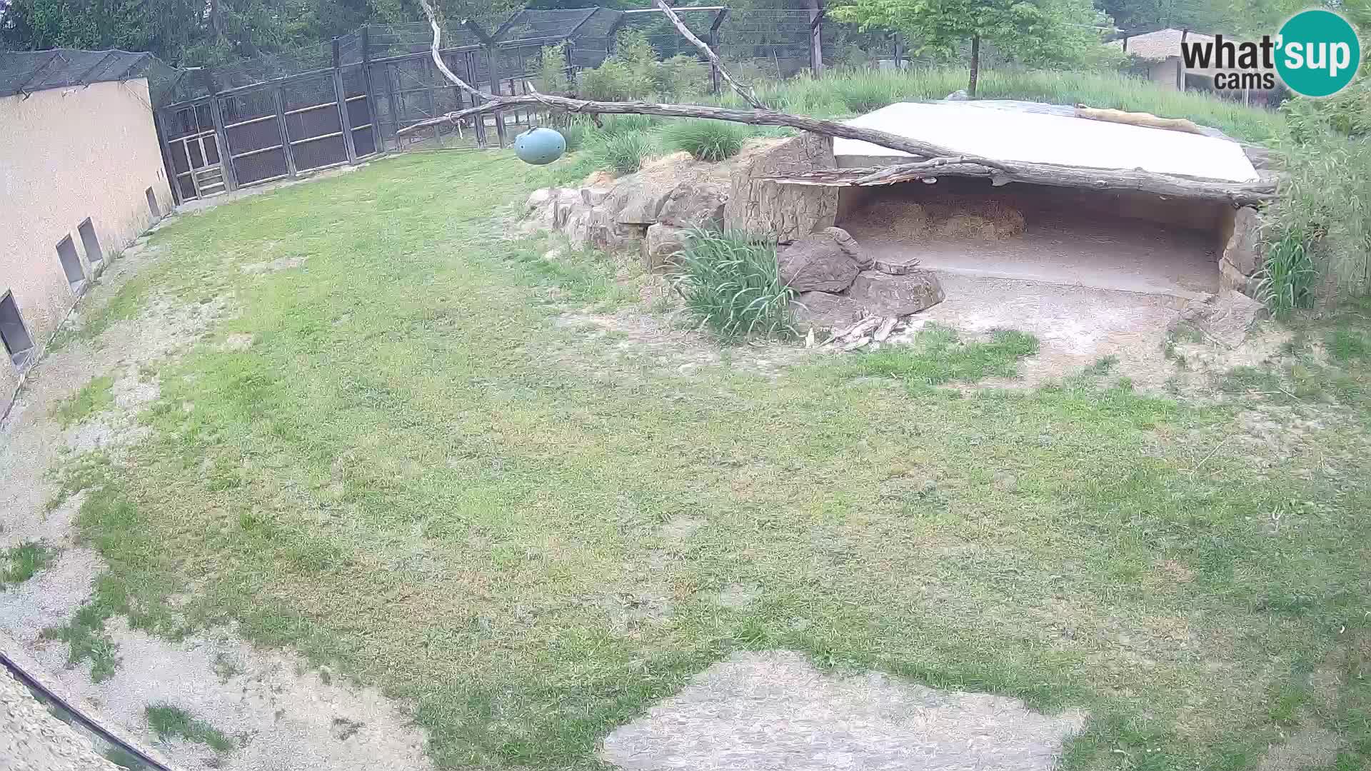Löwe live Webcam im Zoo von Ljubljana – Slowenien