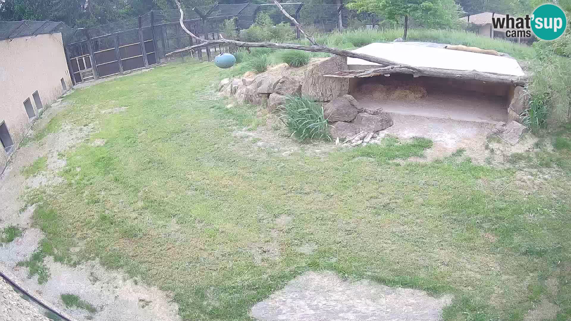 Lavovi web kamera uživo u ljubljanskom zoološkom vrtu – Slovenija