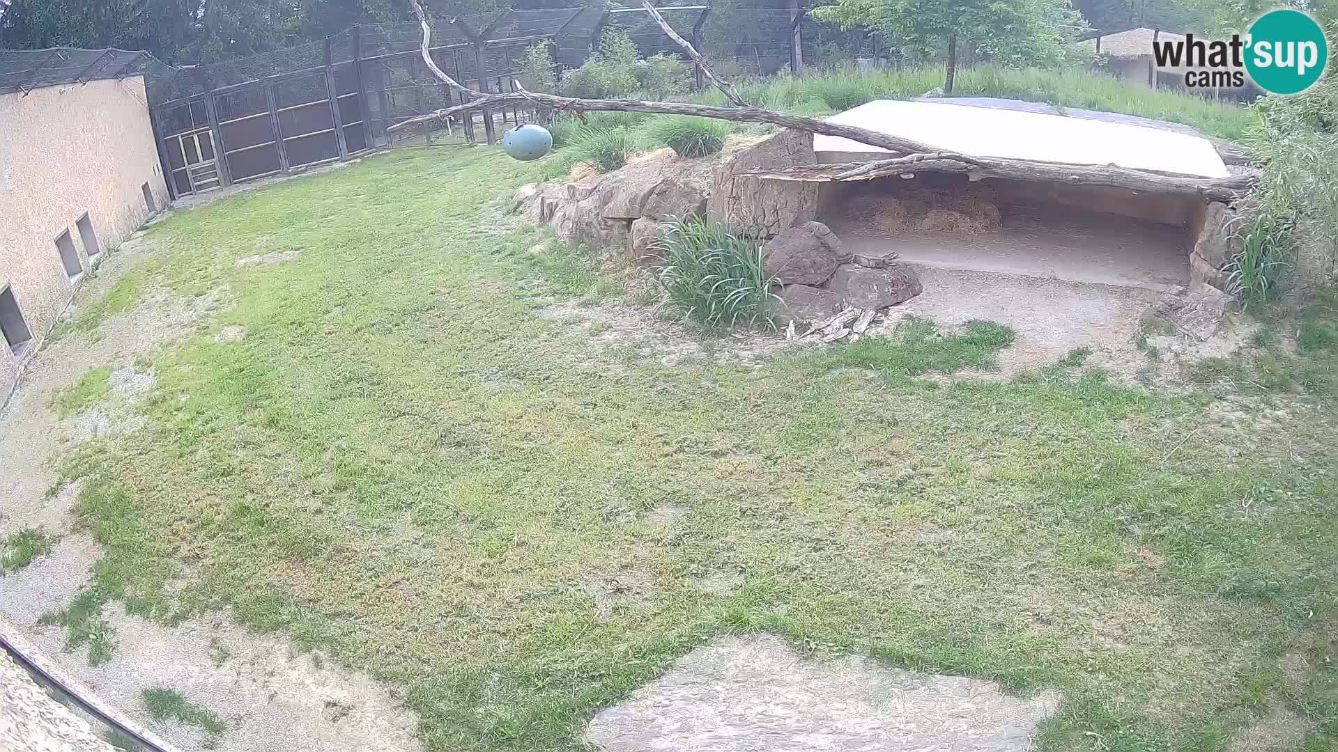 LEONE live Webcam nello zoo di Lubiana – Slovenia