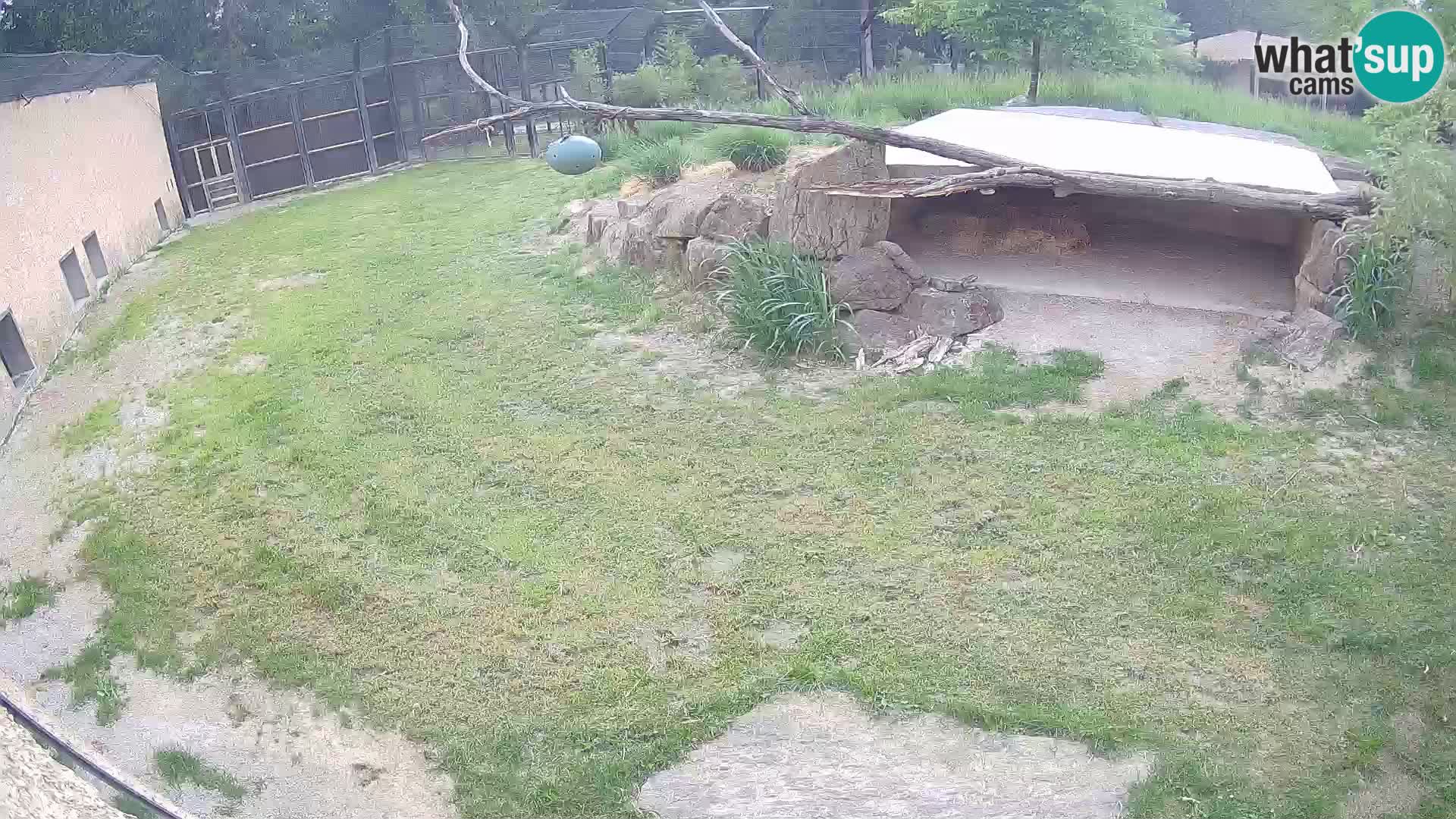LION webcam en direct du zoo de Ljubljana – Slovénie