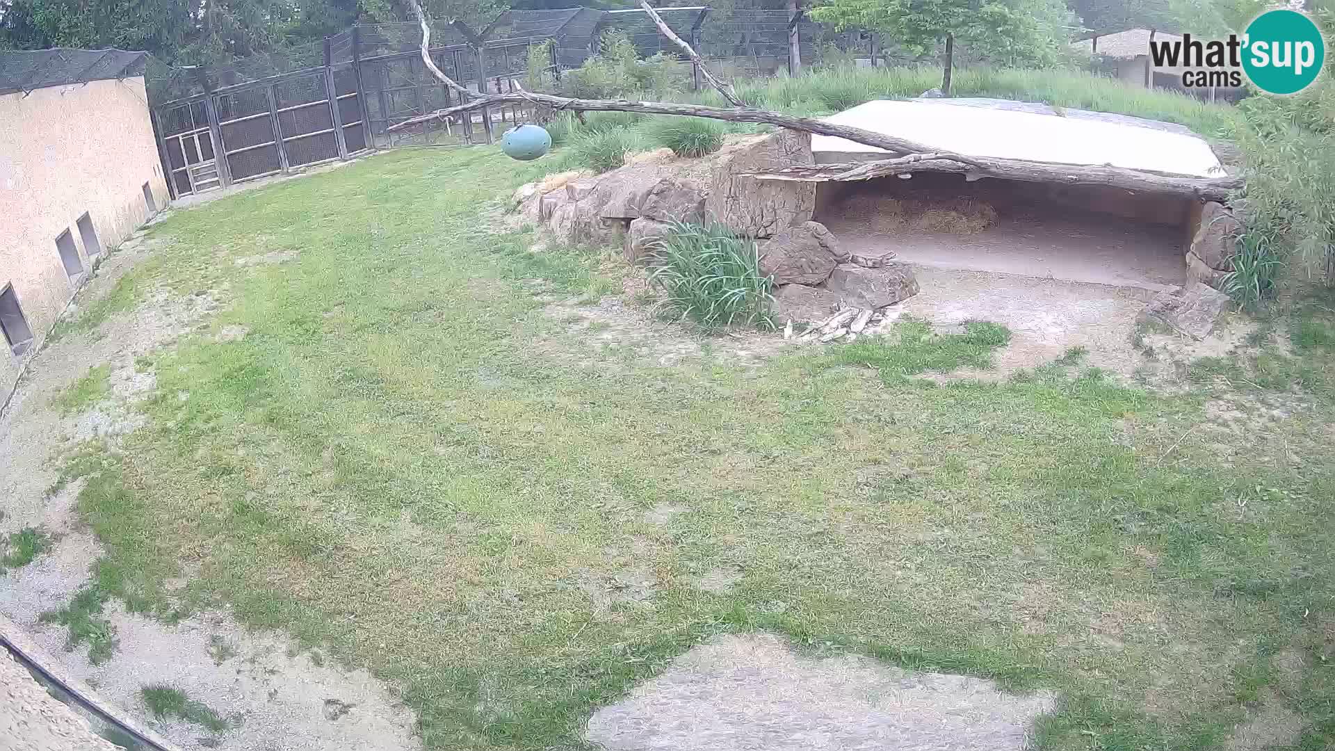 Löwe live Webcam im Zoo von Ljubljana – Slowenien