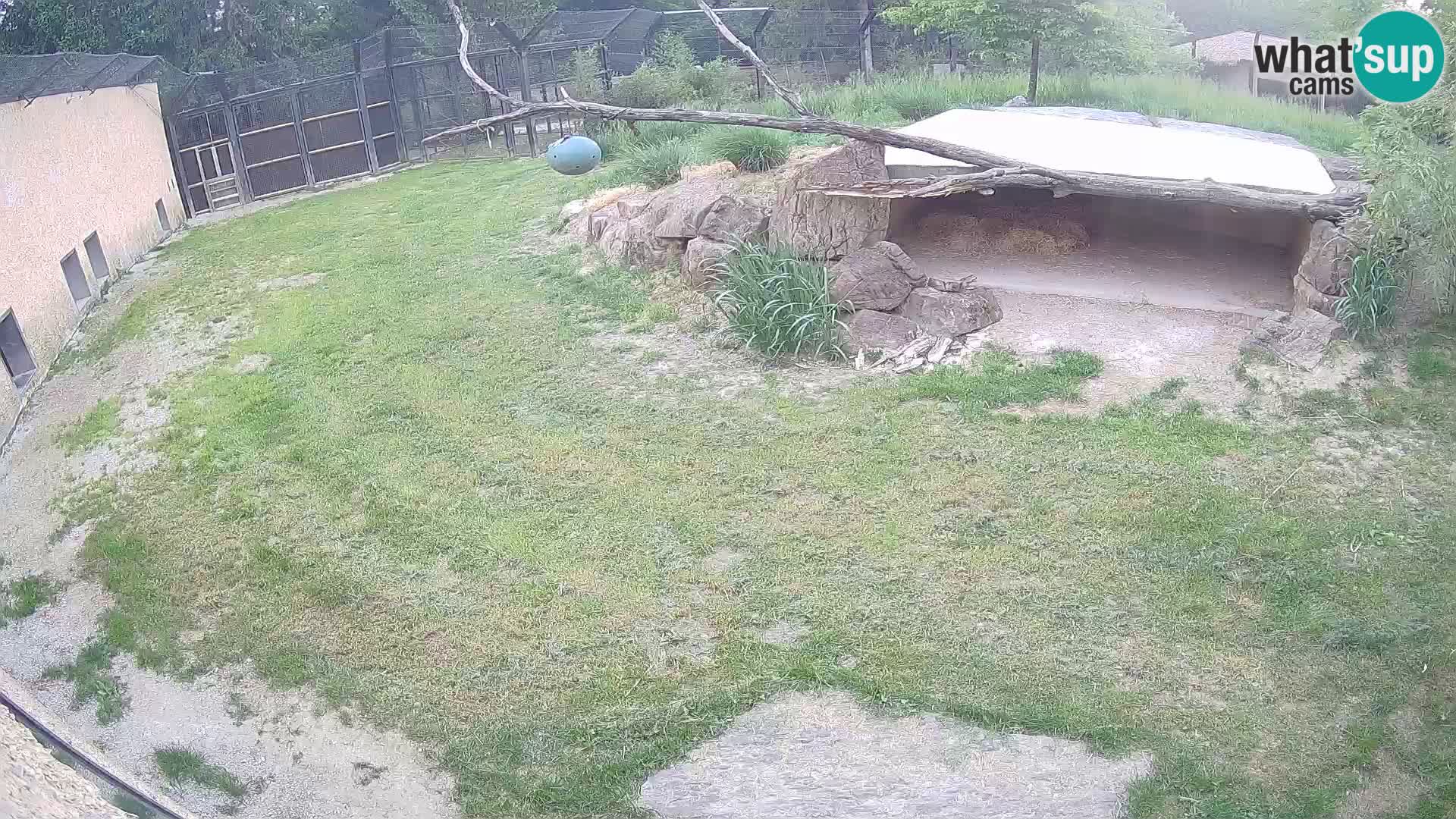 LION live Webcam in Ljubljana Zoo – Slovenia