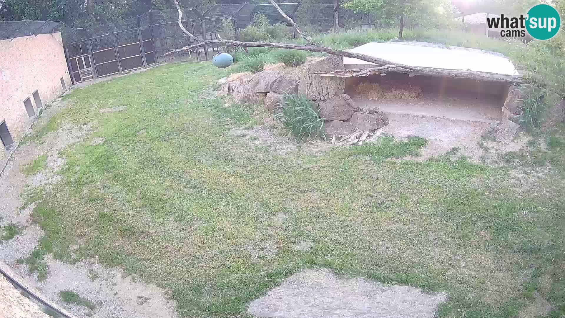 LEONE live Webcam nello zoo di Lubiana – Slovenia