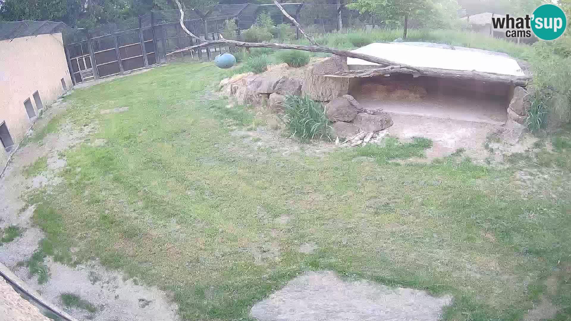 LION live Webcam in Ljubljana Zoo – Slovenia