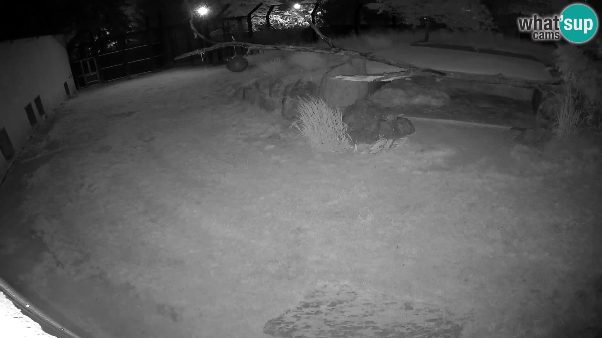 LION live Webcam in Ljubljana Zoo – Slovenia