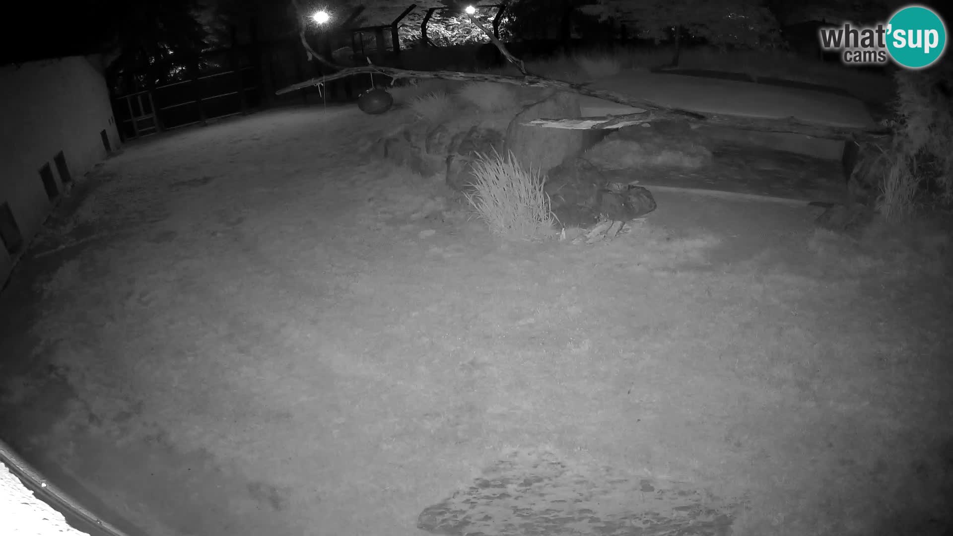 LION webcam en direct du zoo de Ljubljana – Slovénie